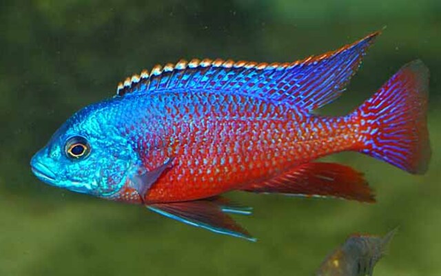 Red Empress Cichlid 4-4.5 inch