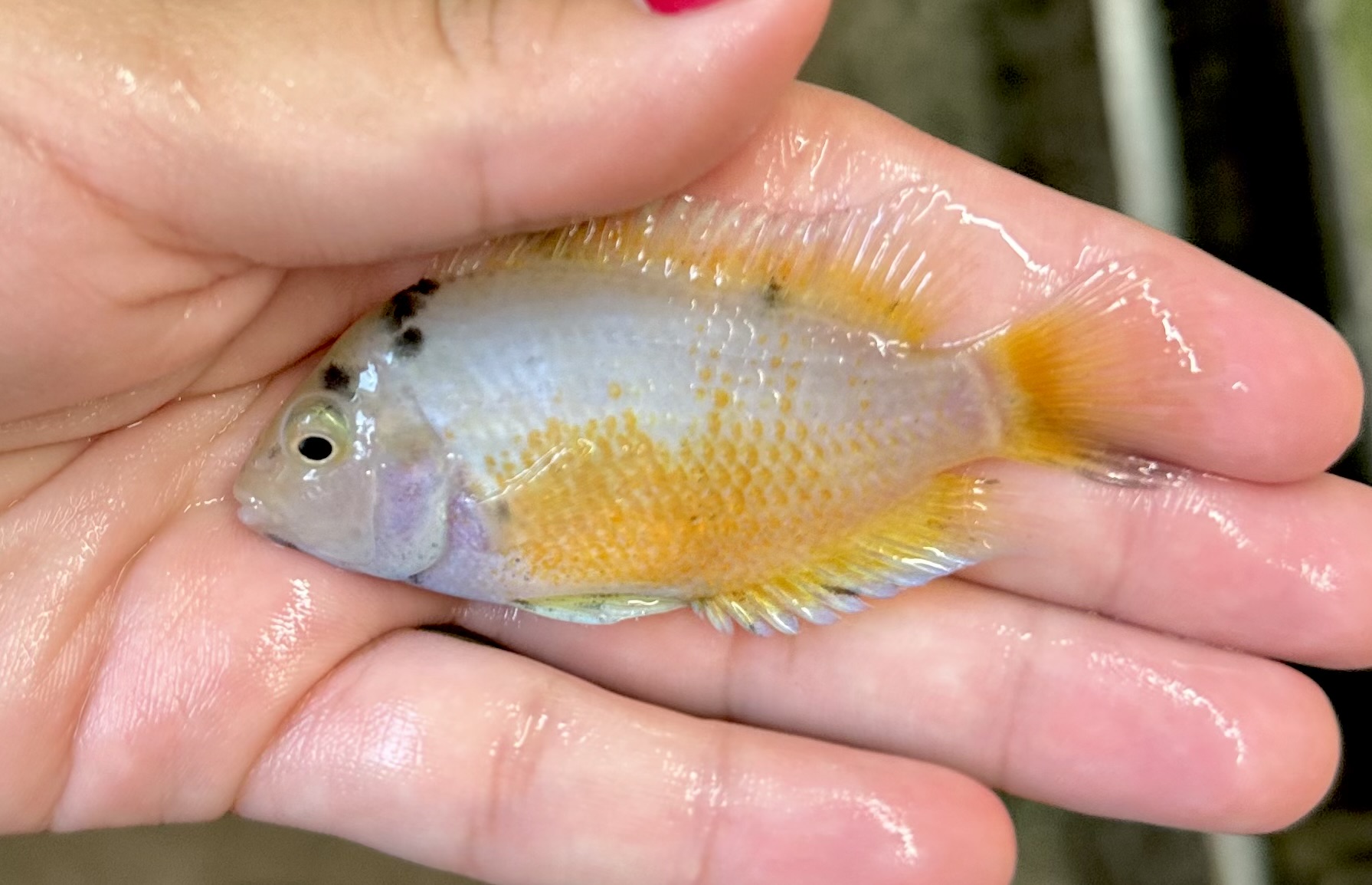 3-4" Marble Convict Cichlid - FEMALE