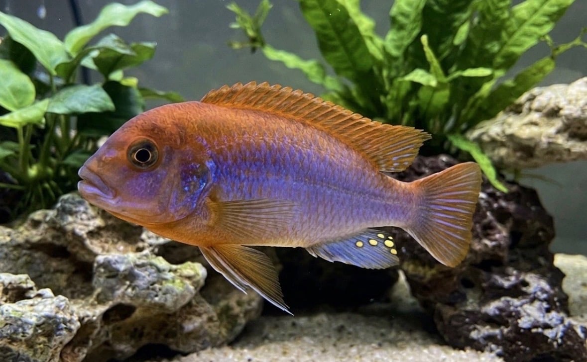 2-3" Rusty Cichlid Mbuna