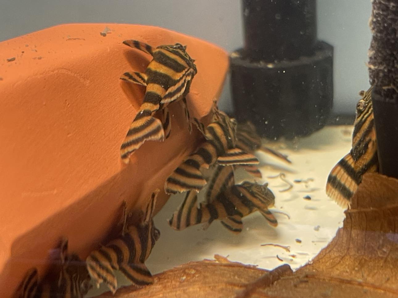 L397 Plecos Alenquer Tiger