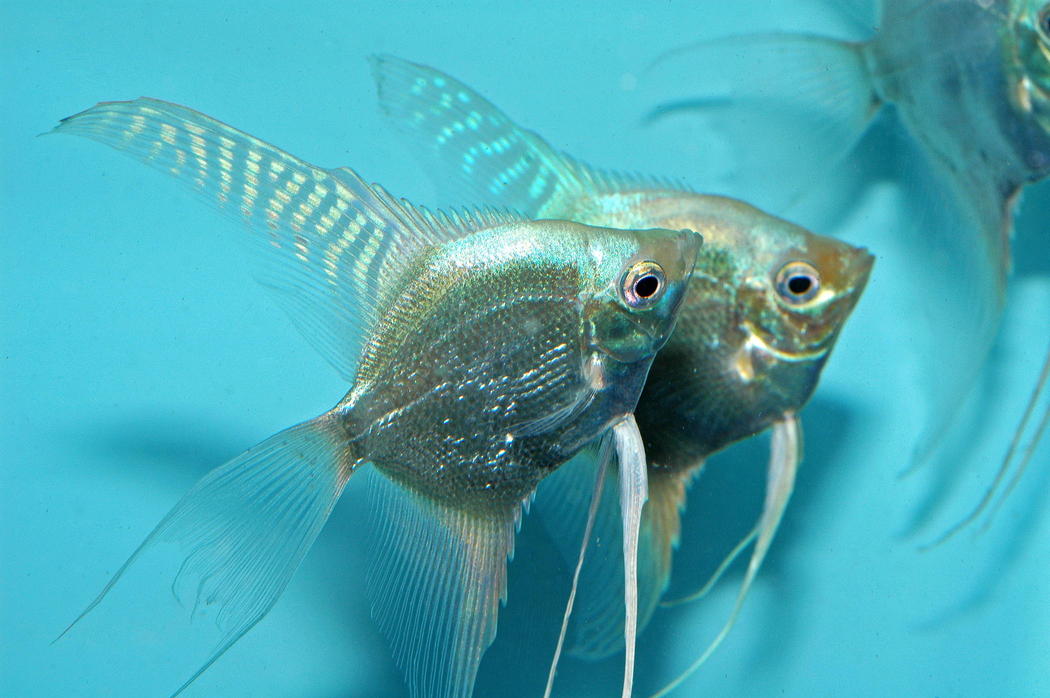 6 Platinum Blue Angelfish with free shipping