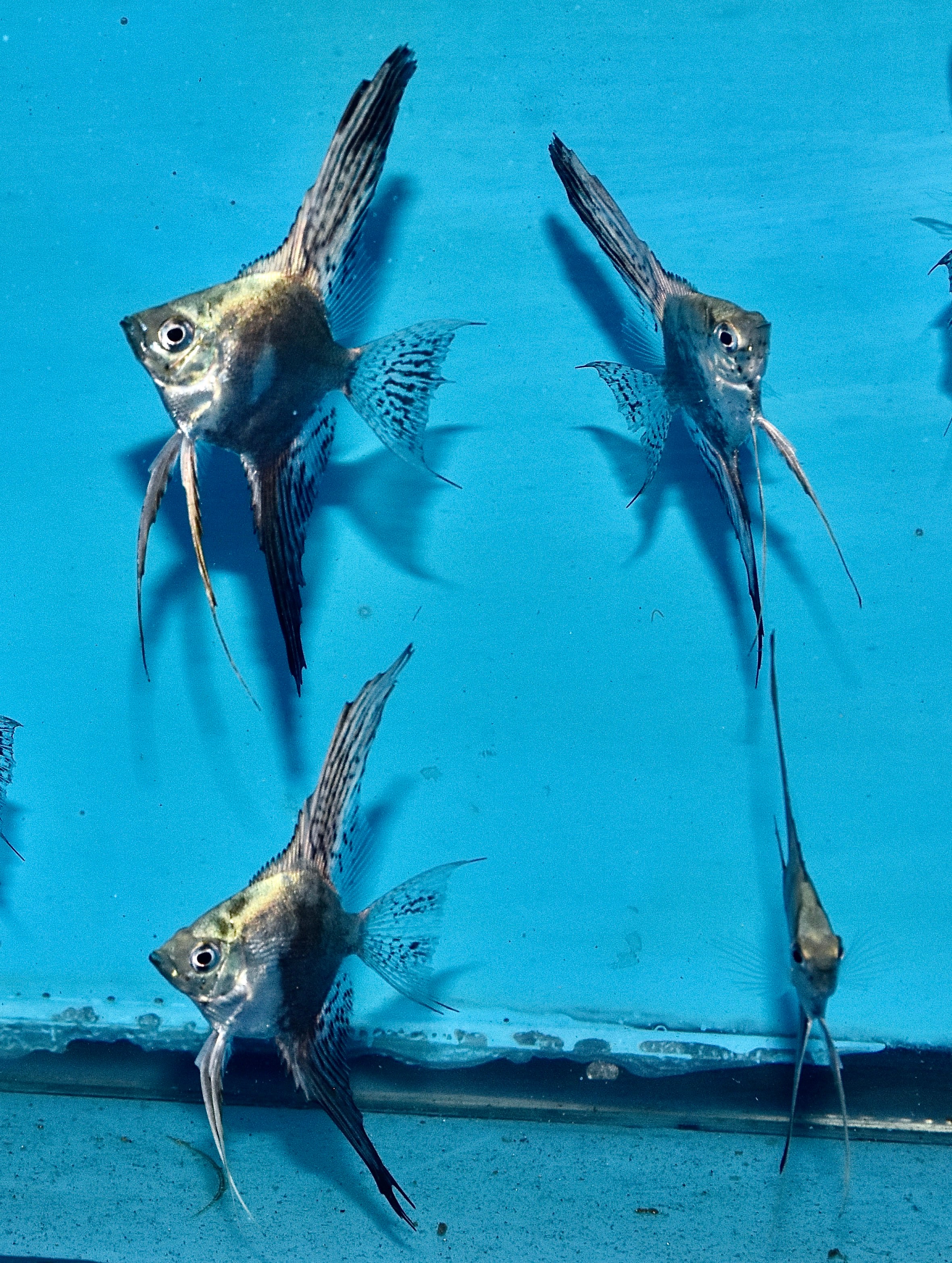 6 Smokey veil dime size Angelfish .