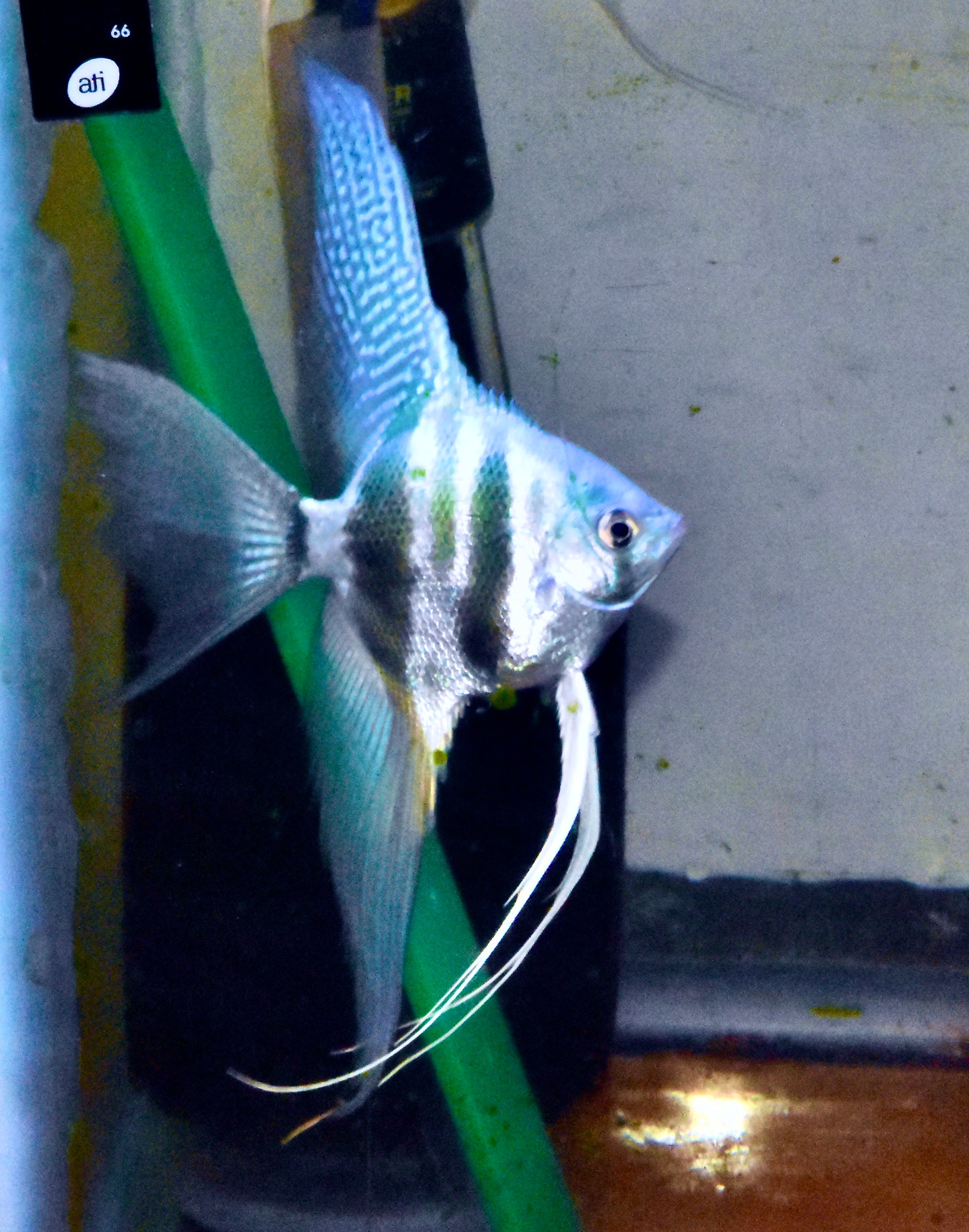 4 Breeder size blue super veil Angelfish .