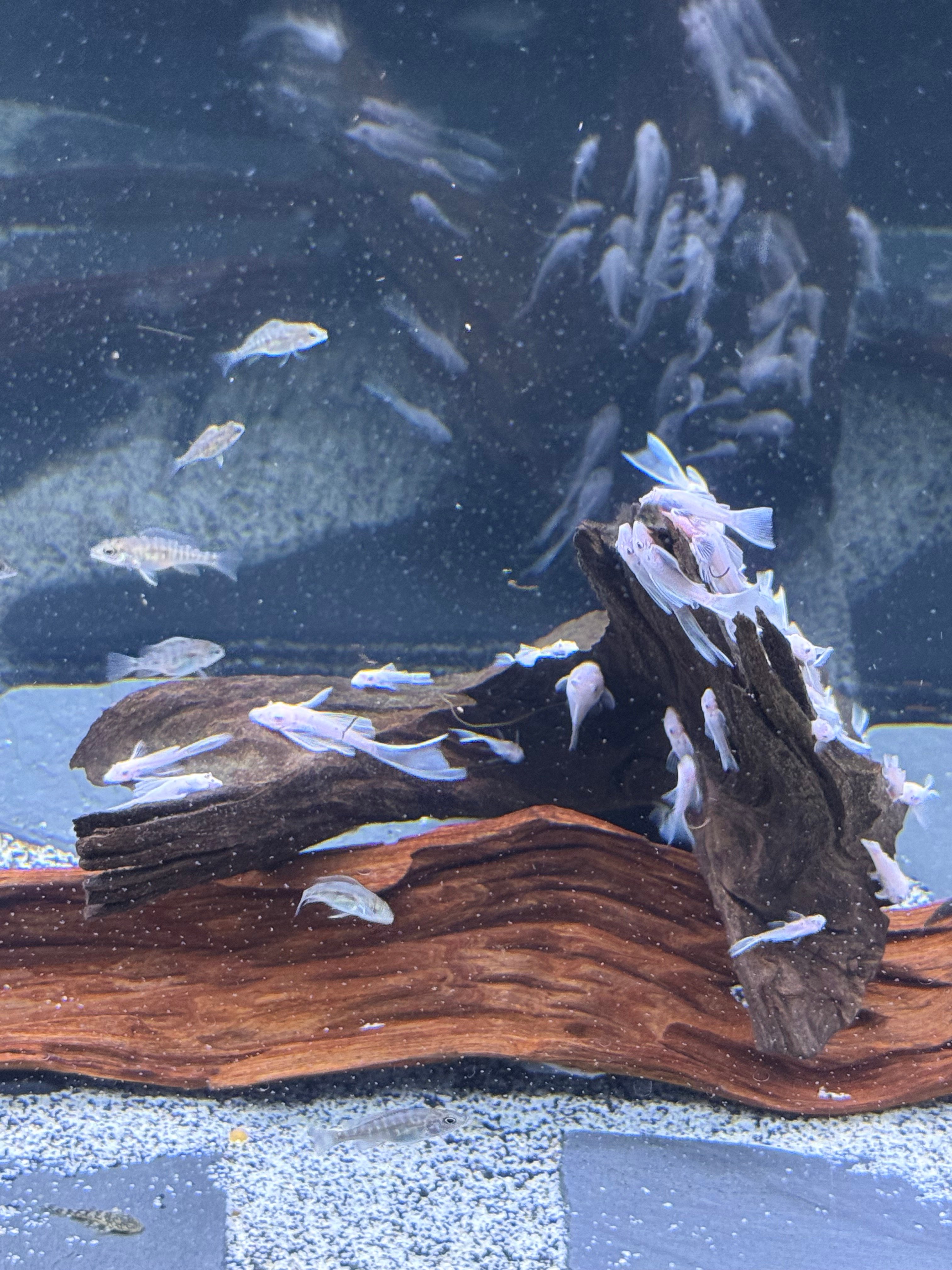 10 Shortfin Snow White Bristlenose Shipping Included!