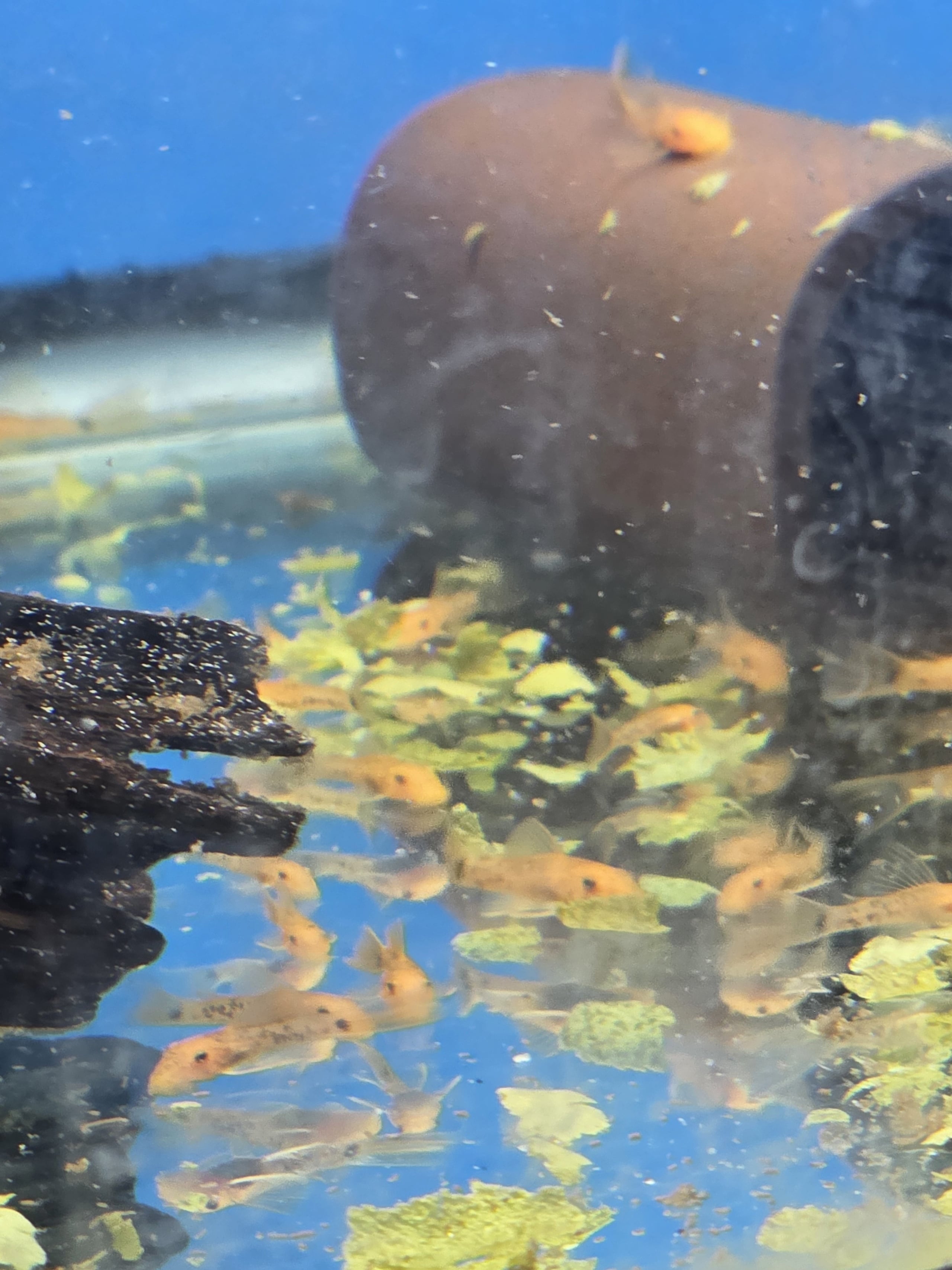 6 LONG FIN Super Red Bristle Nose Pleco Juvies 1.5 -2 inches