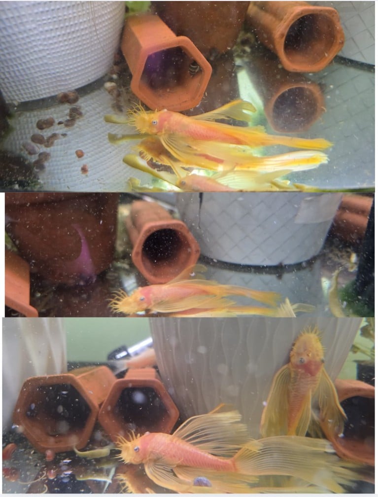 Imported Blue Eye Lemons from Czech Republic - Long Fins Breeding Age