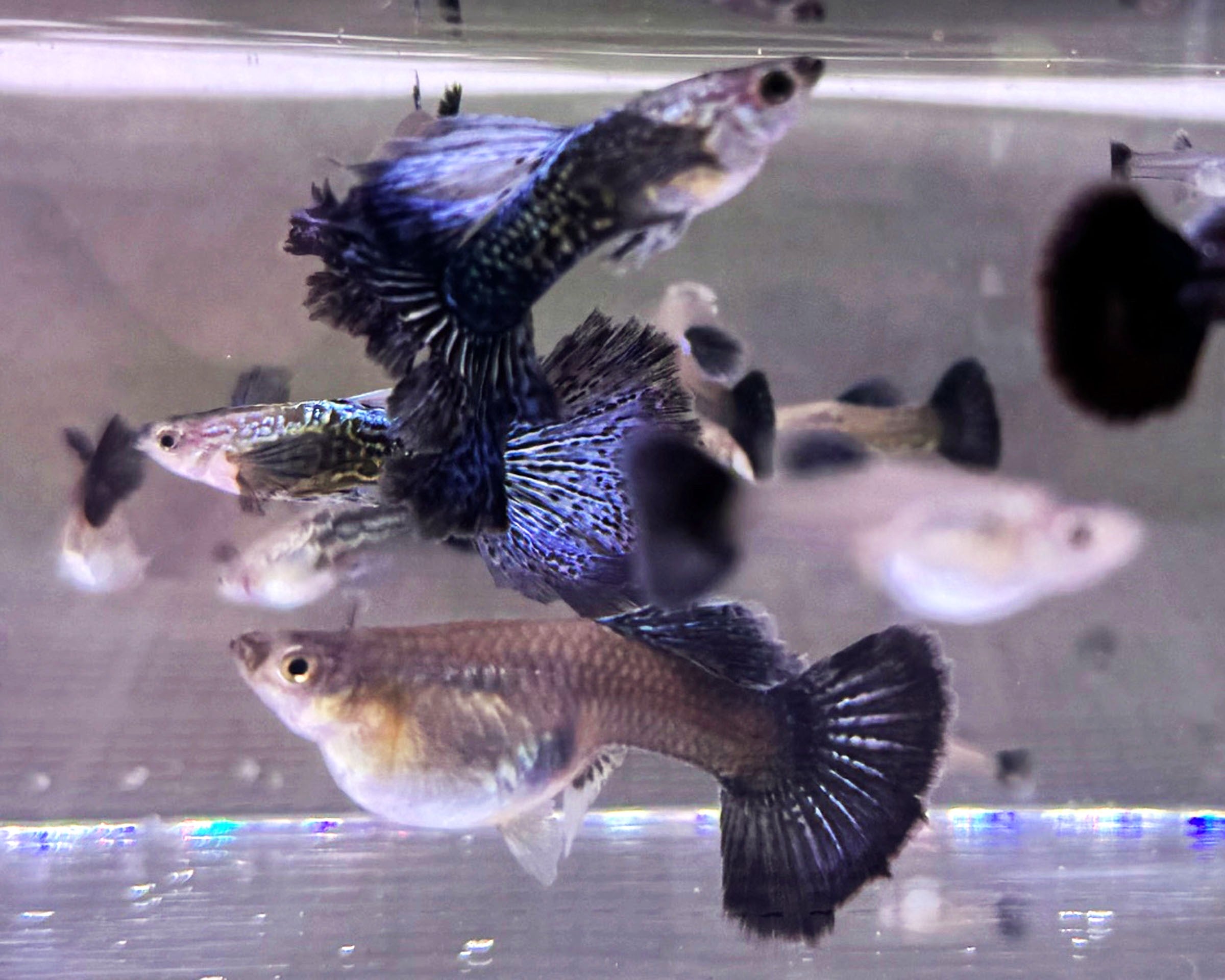Blue Dragon Guppies - Young Adult Females