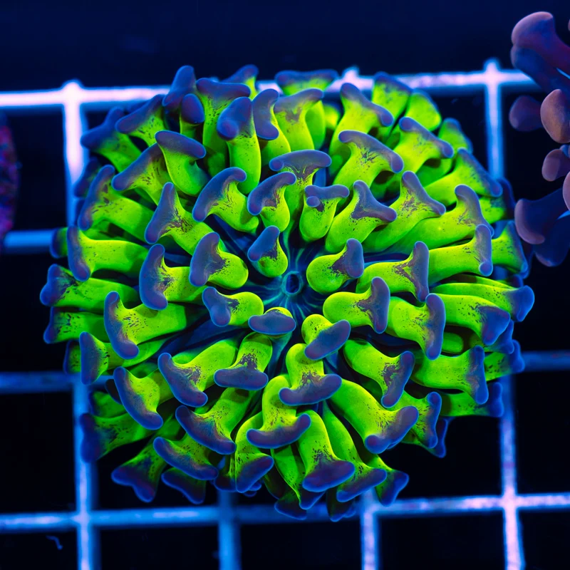 CC Medusa Hammer #2
