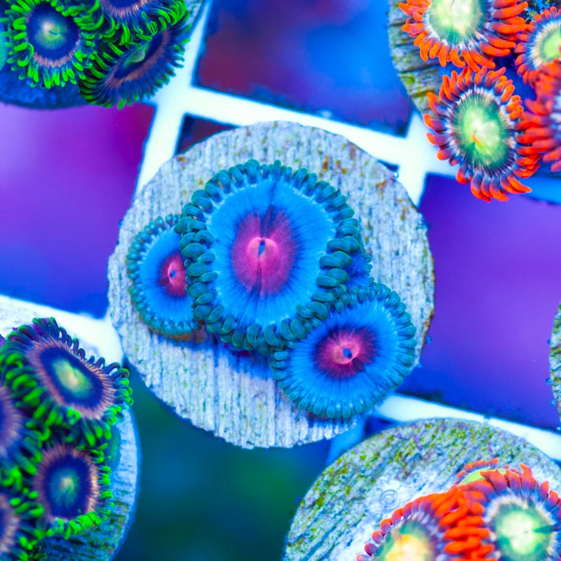 CC Miami Vice Zoanthids