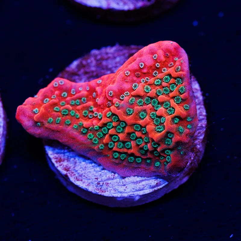 CC Orange Creamsicle Monti