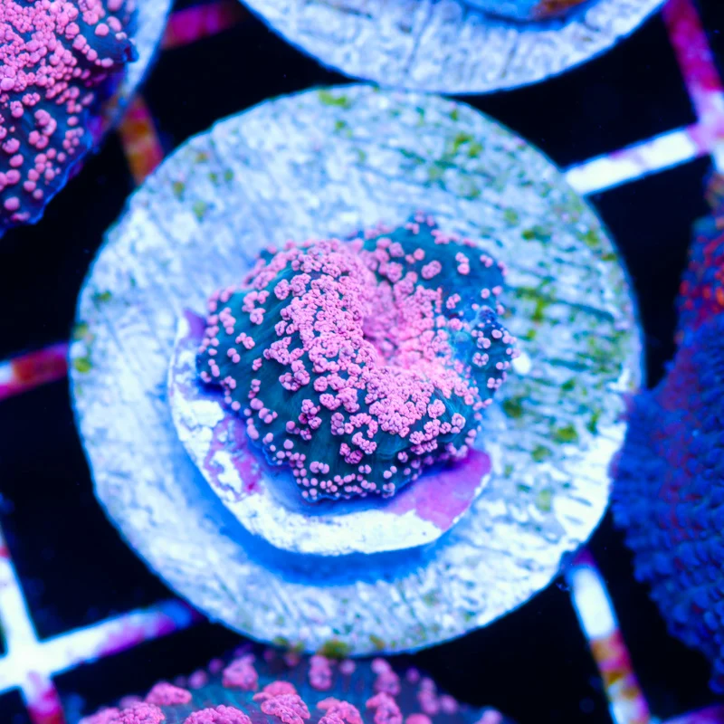 CC Pink Interstellar Mushroom