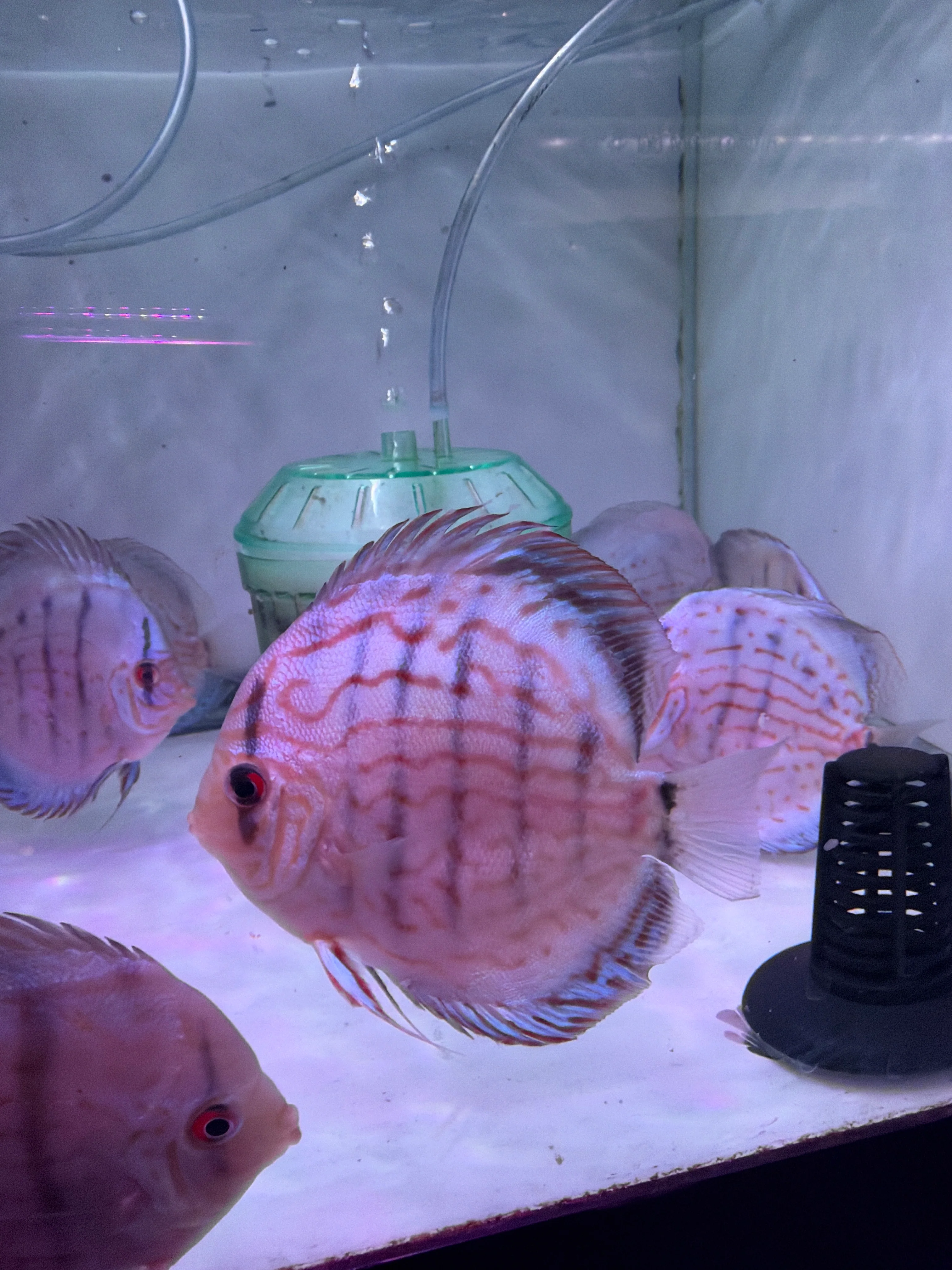 Blue cobalt Discus (Symphysodon aequifasciatus)