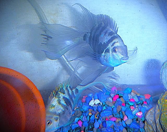 3 Inch Longfin Blue Tiger Parrots Group of 6