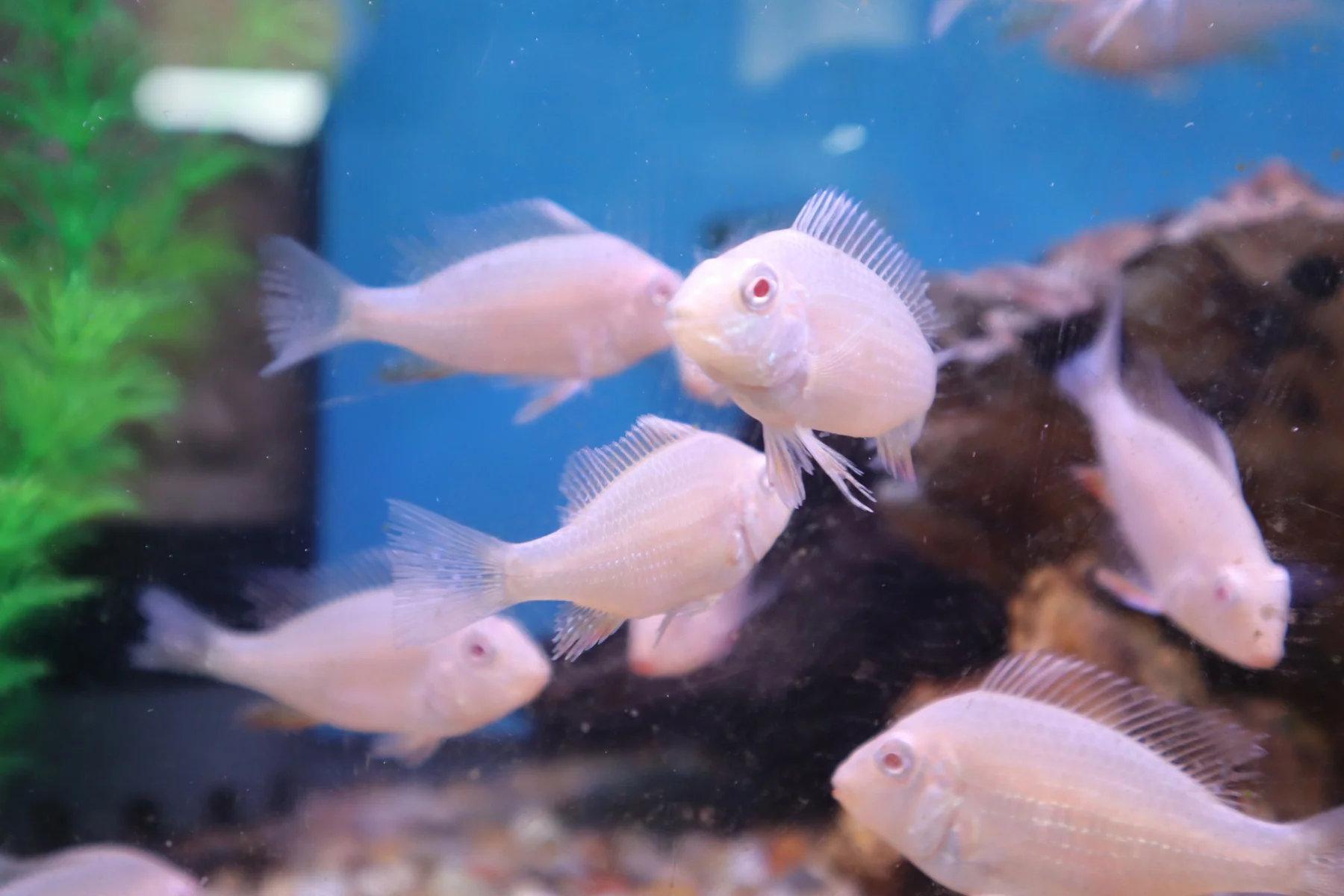 Albino Heckelii Cichlid - Albino Threadfin Acara - 1.75+ in