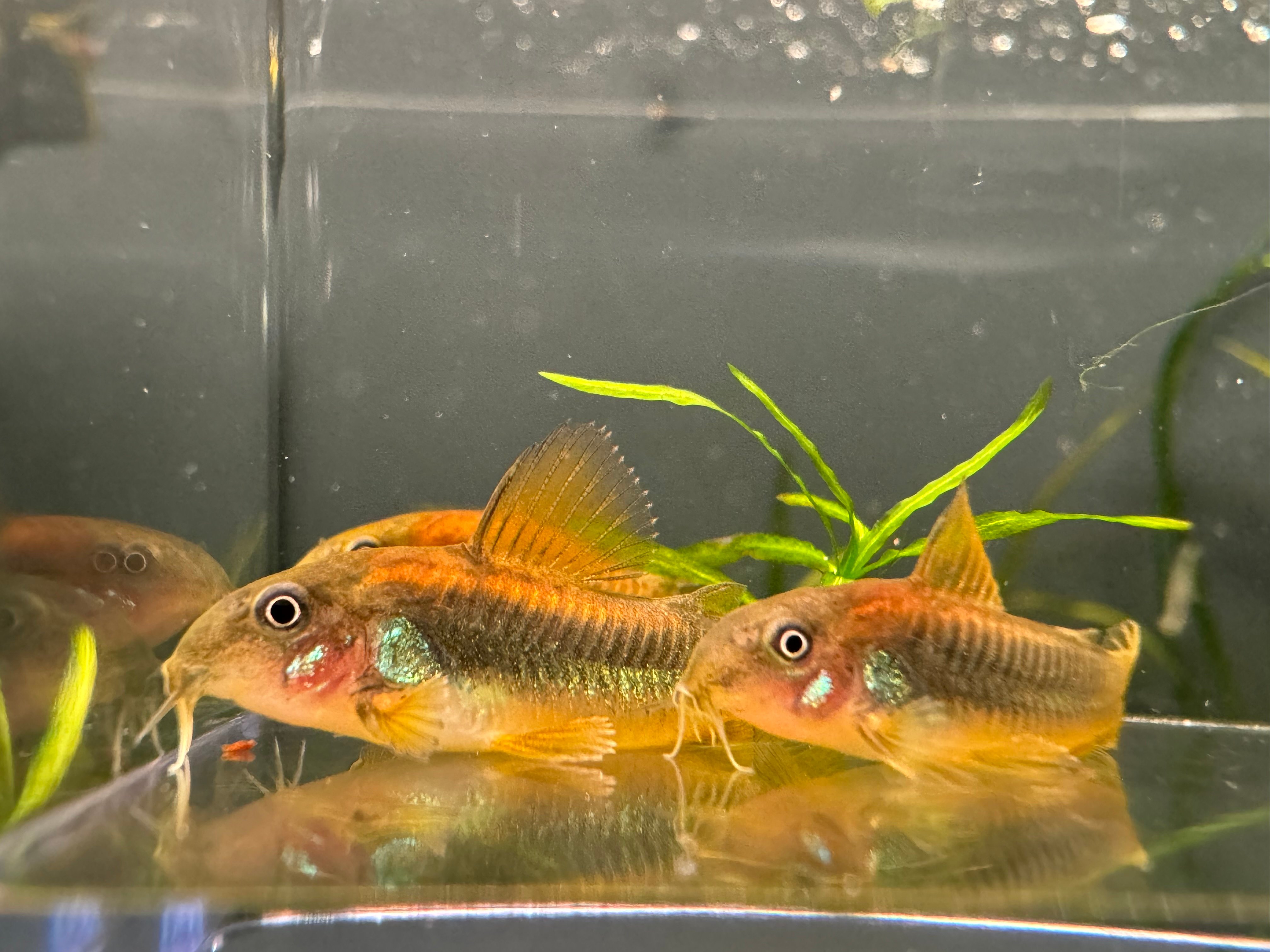 5 Gold Laser Corydoras CW010