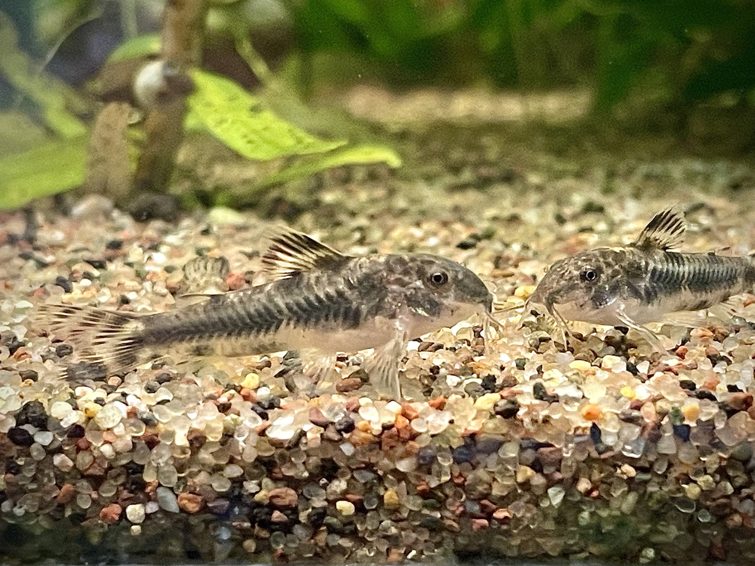 6 Aspidoras Raimundi