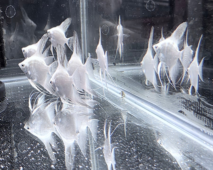 6 Bulgarian Lilac Point Angelfish, PRE-BREEDERS! SHIPPING 9.95