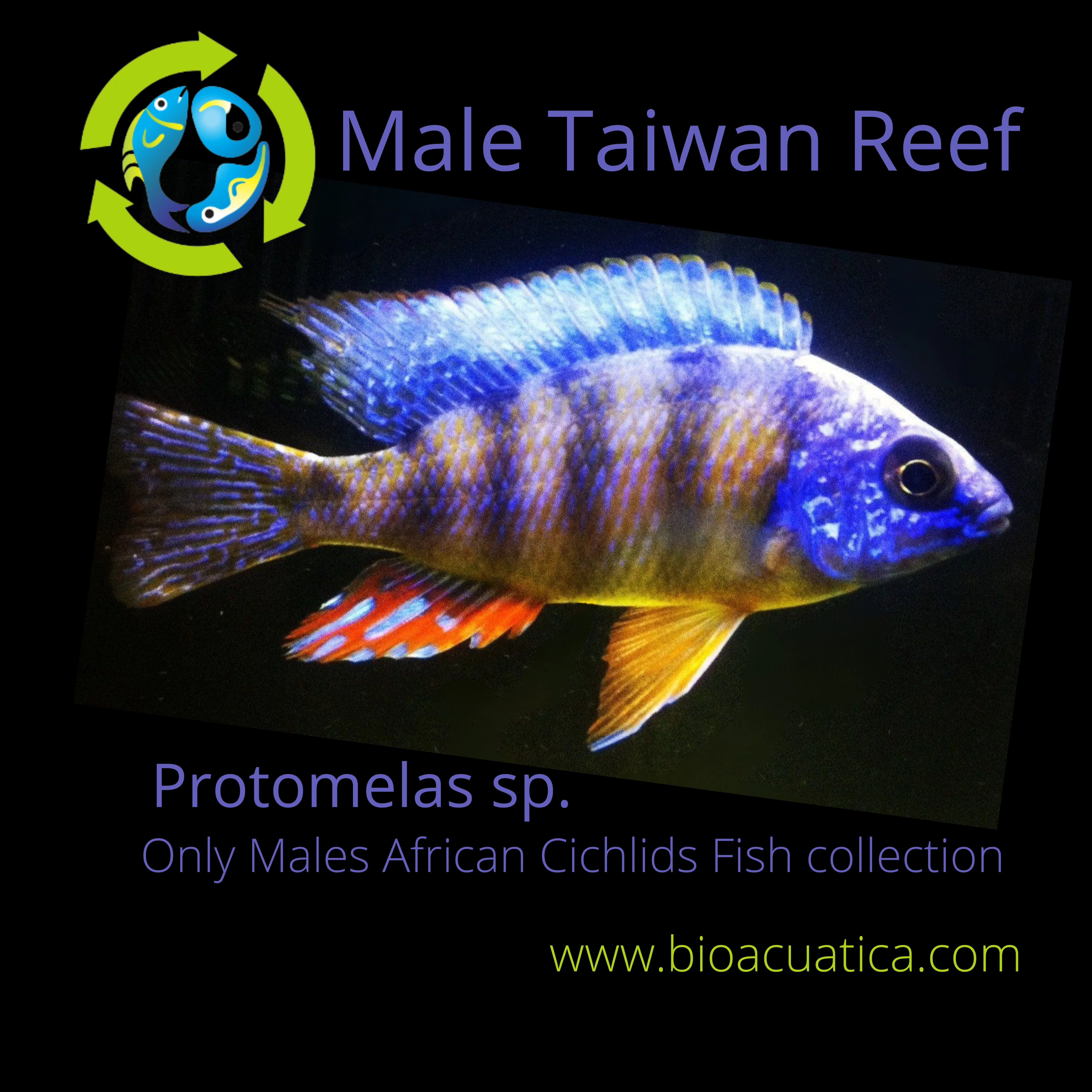 GREAT TAIWAN REEF 2.5 to 3" MALE (Protomelas sp)