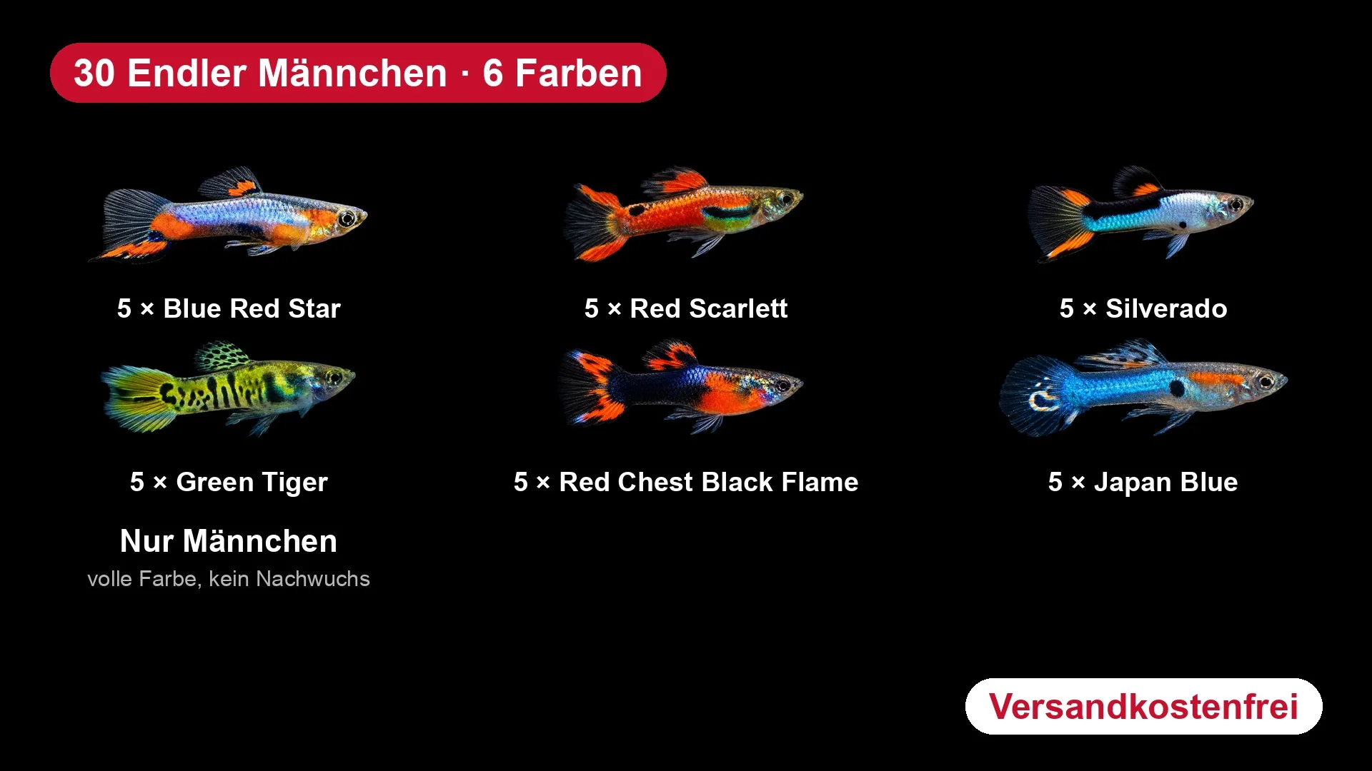30x Endler Guppy Männchen Farbmix - Poecilia wingei