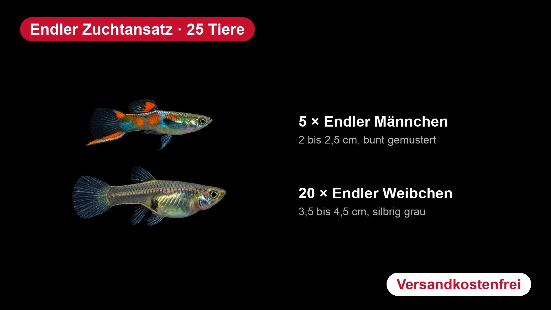 Endler Guppy Zuchtansatz - 5 Männchen + 20 Weibchen - Poecilia wingei