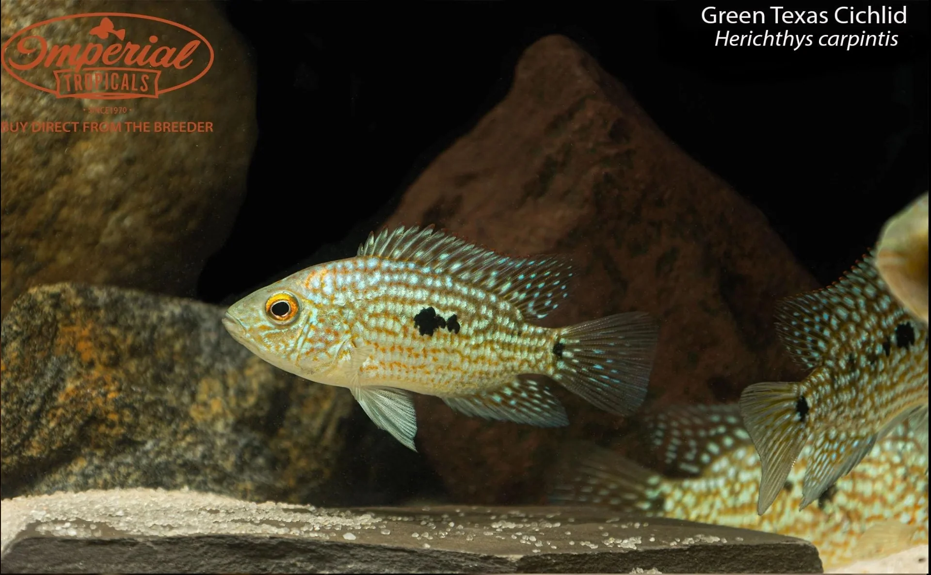 BOGO Green Texas Cichlid (Herichthys carpintis)