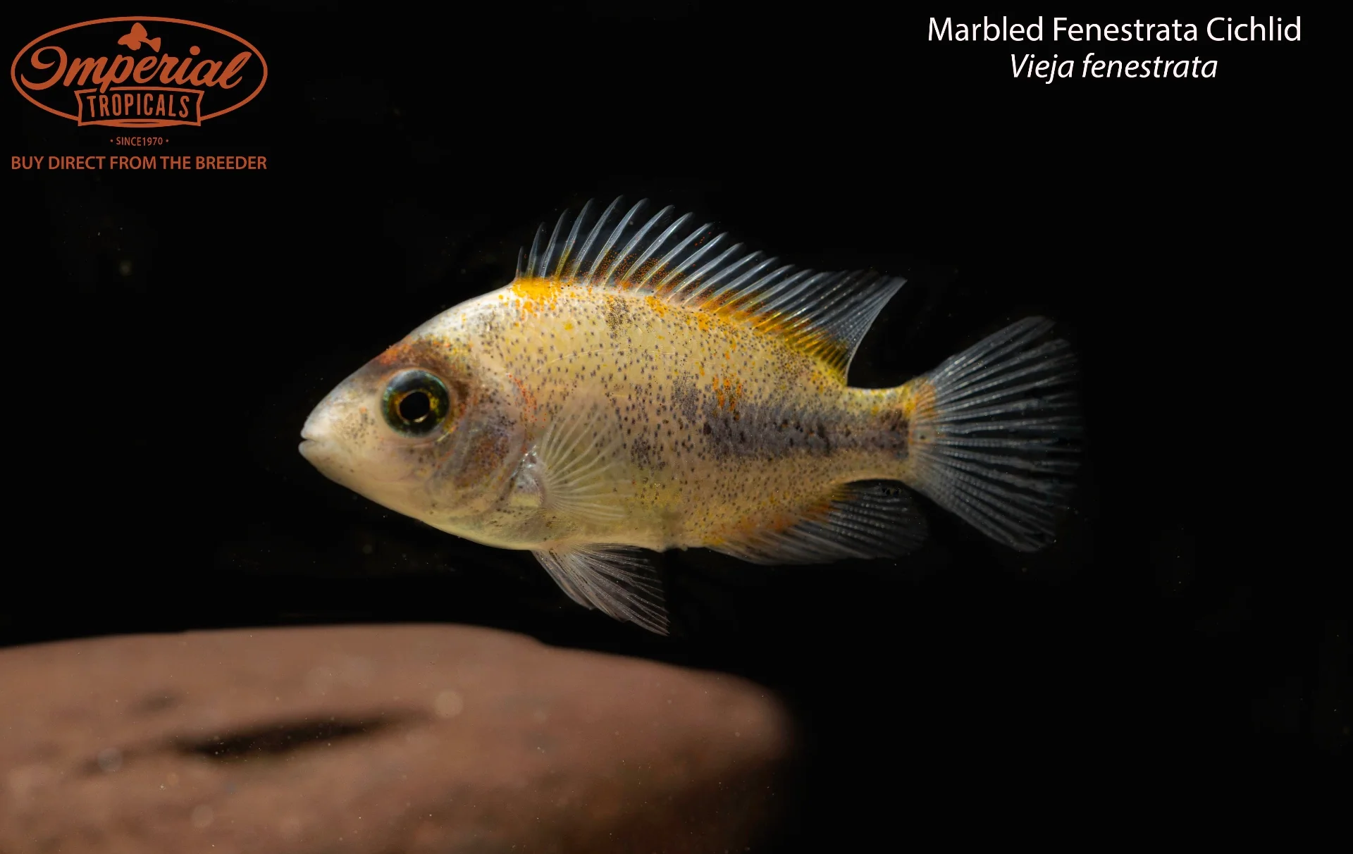 BOGO Marbled Fenestrata Cichlid