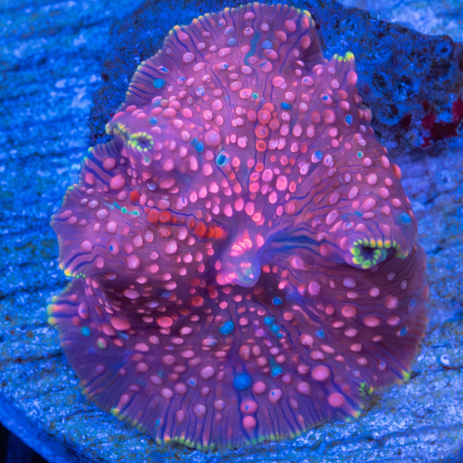Pink Rainbow Mushroom Coral