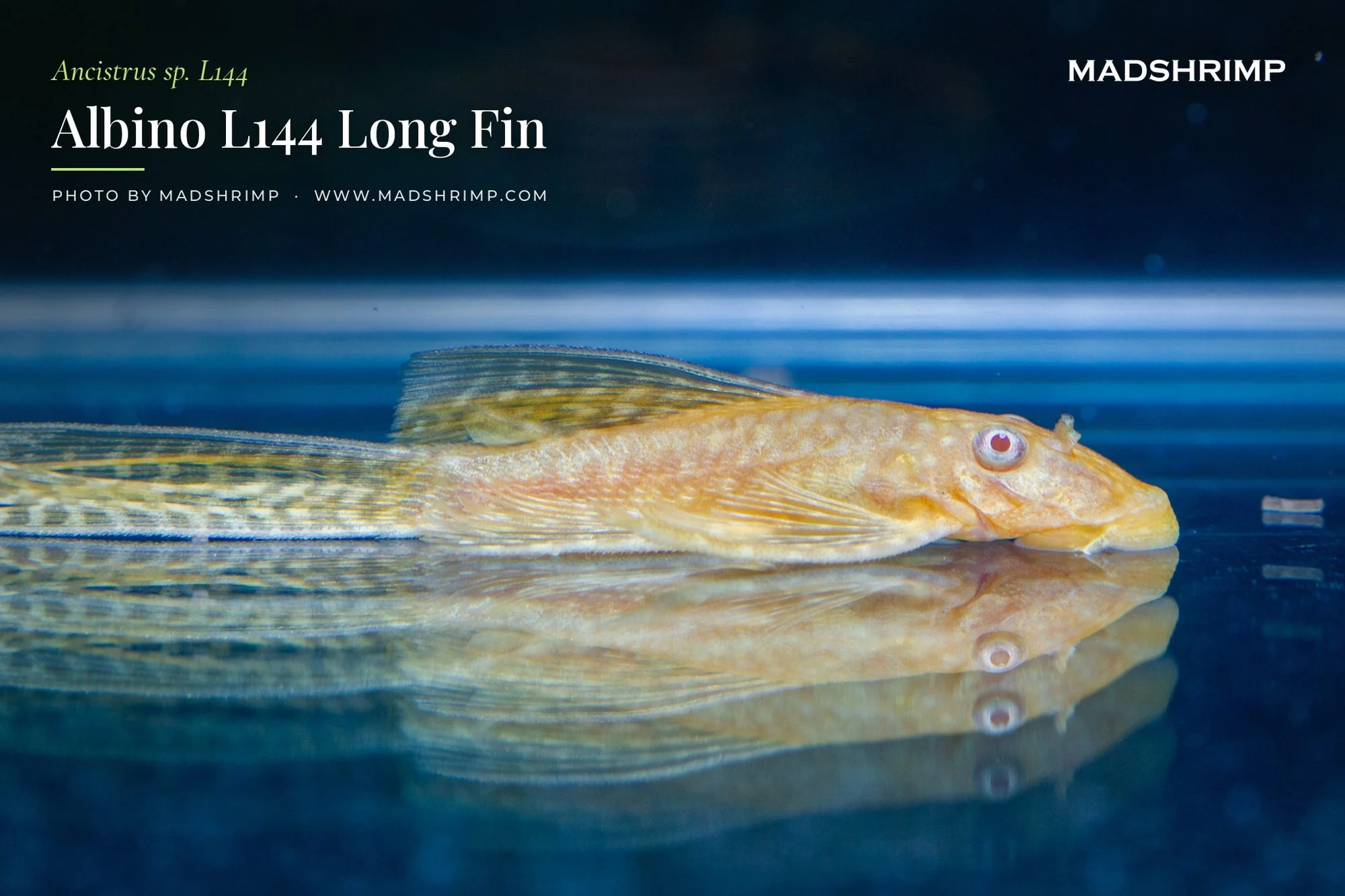 Ancistrus L144 Albino Long Fin