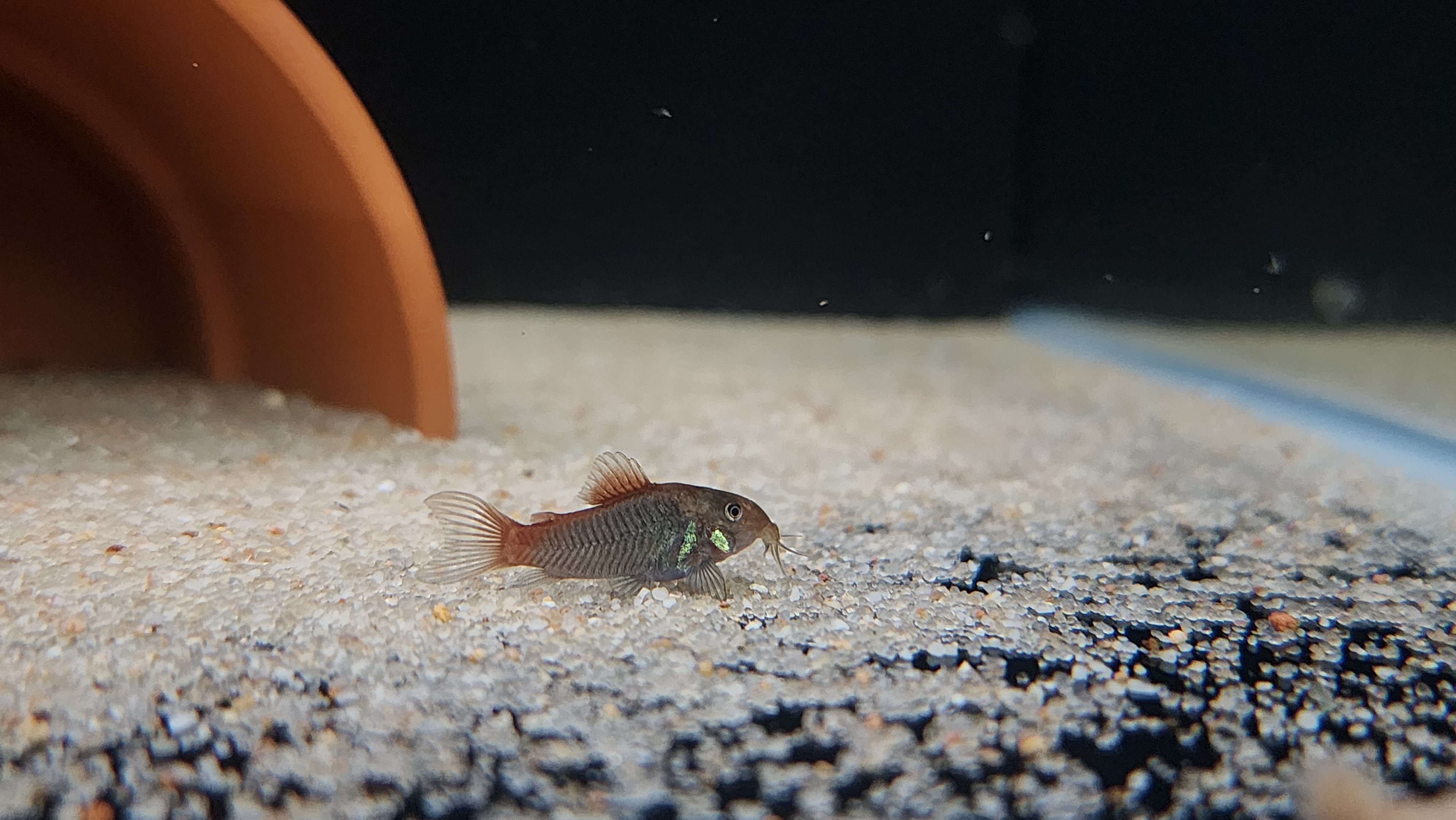 6 Osteogaster hephaestus "Fireball"