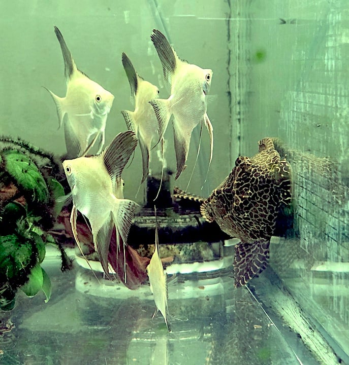 6 Bulgarian Green Seal Point Angelfish, QUARTER+ SHIPPING 9.95