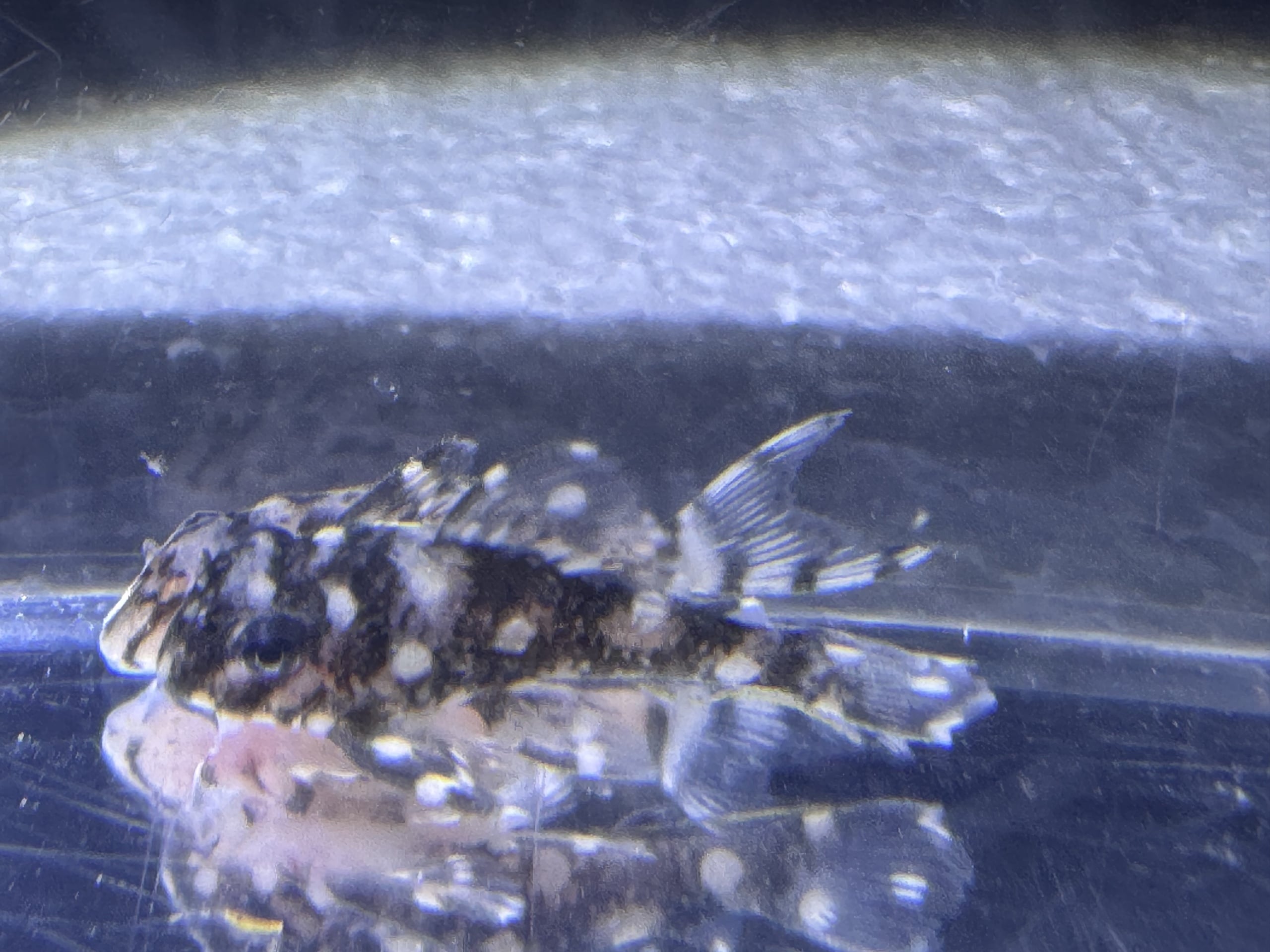 L471 Mini Snowball Pleco Juvenile