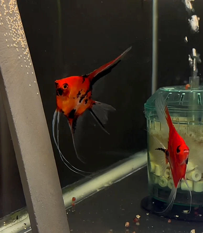 Breeding Pair - Koi Angelfish #3573