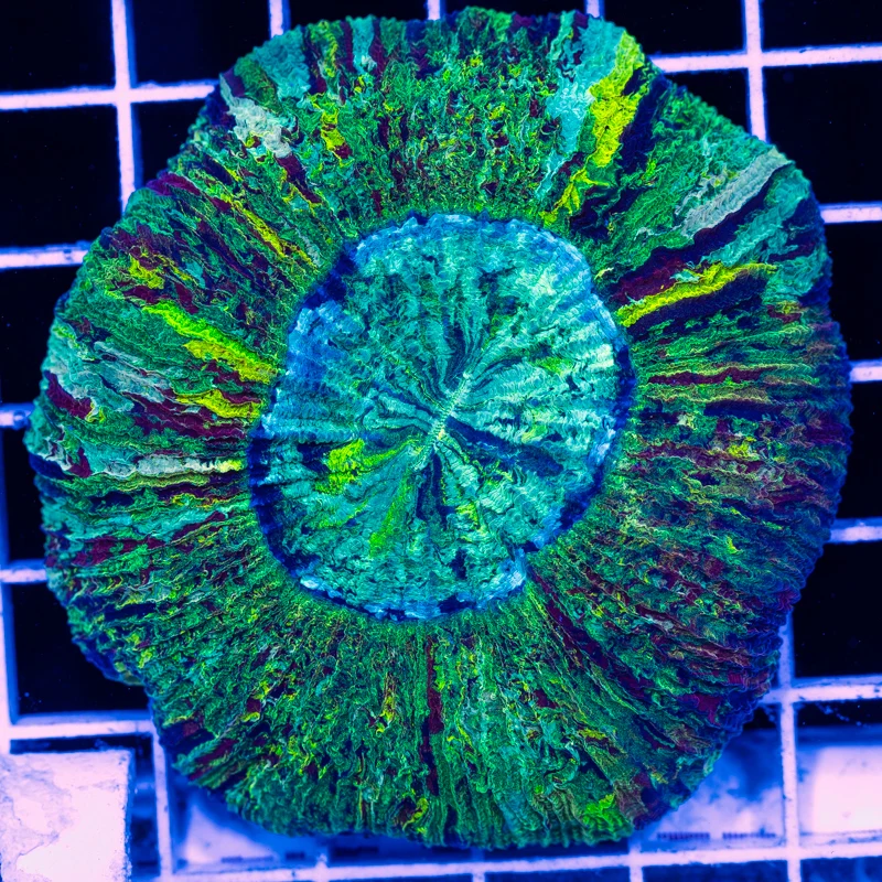 Lemon Rainbow Wellso