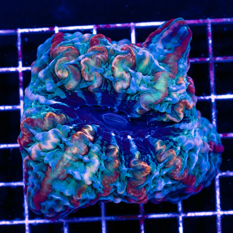 Voodoo Cynarina