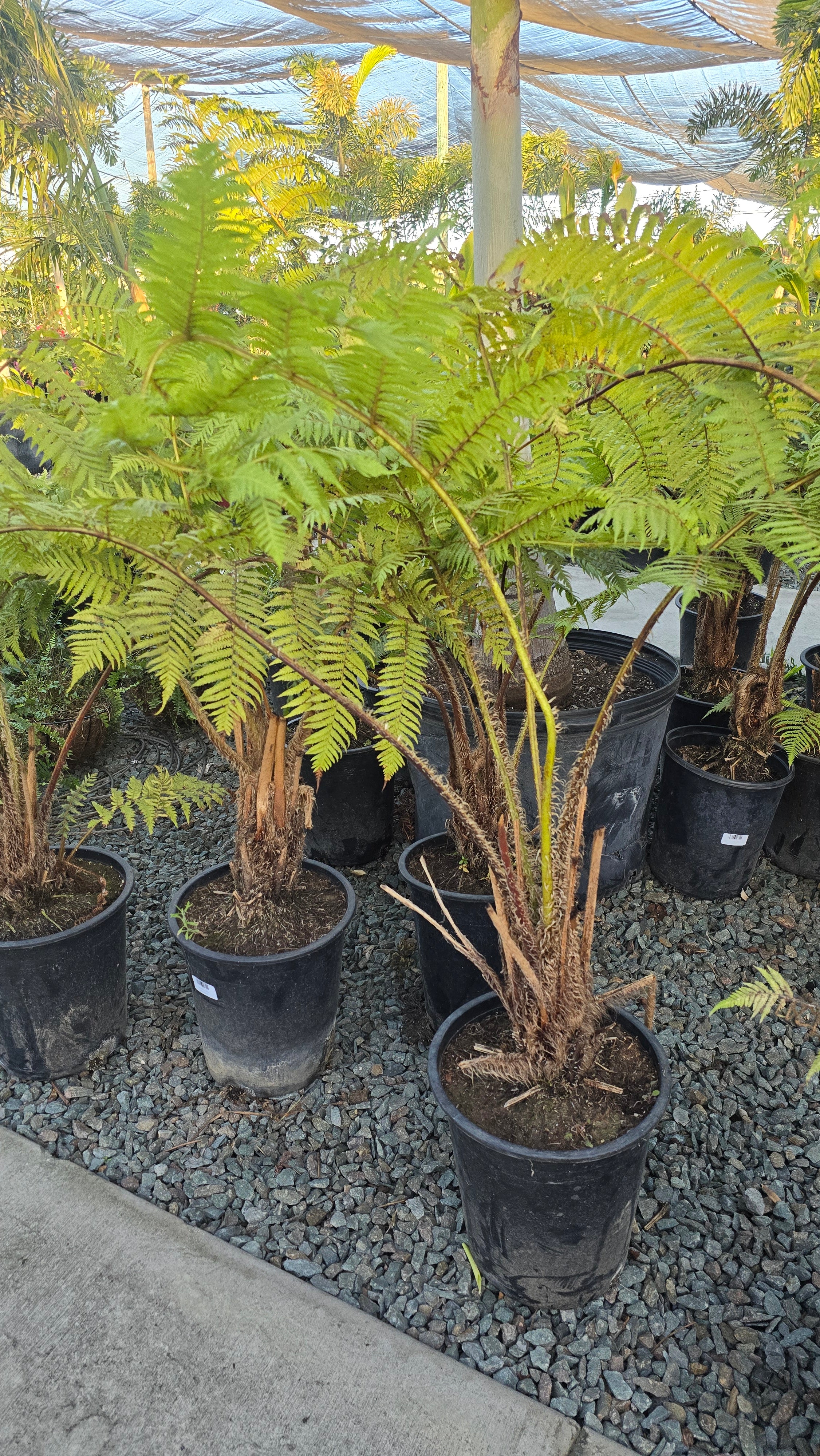 5 Gal pot - Cyathea cooperi Fern Giant 3.5-4 ft tall