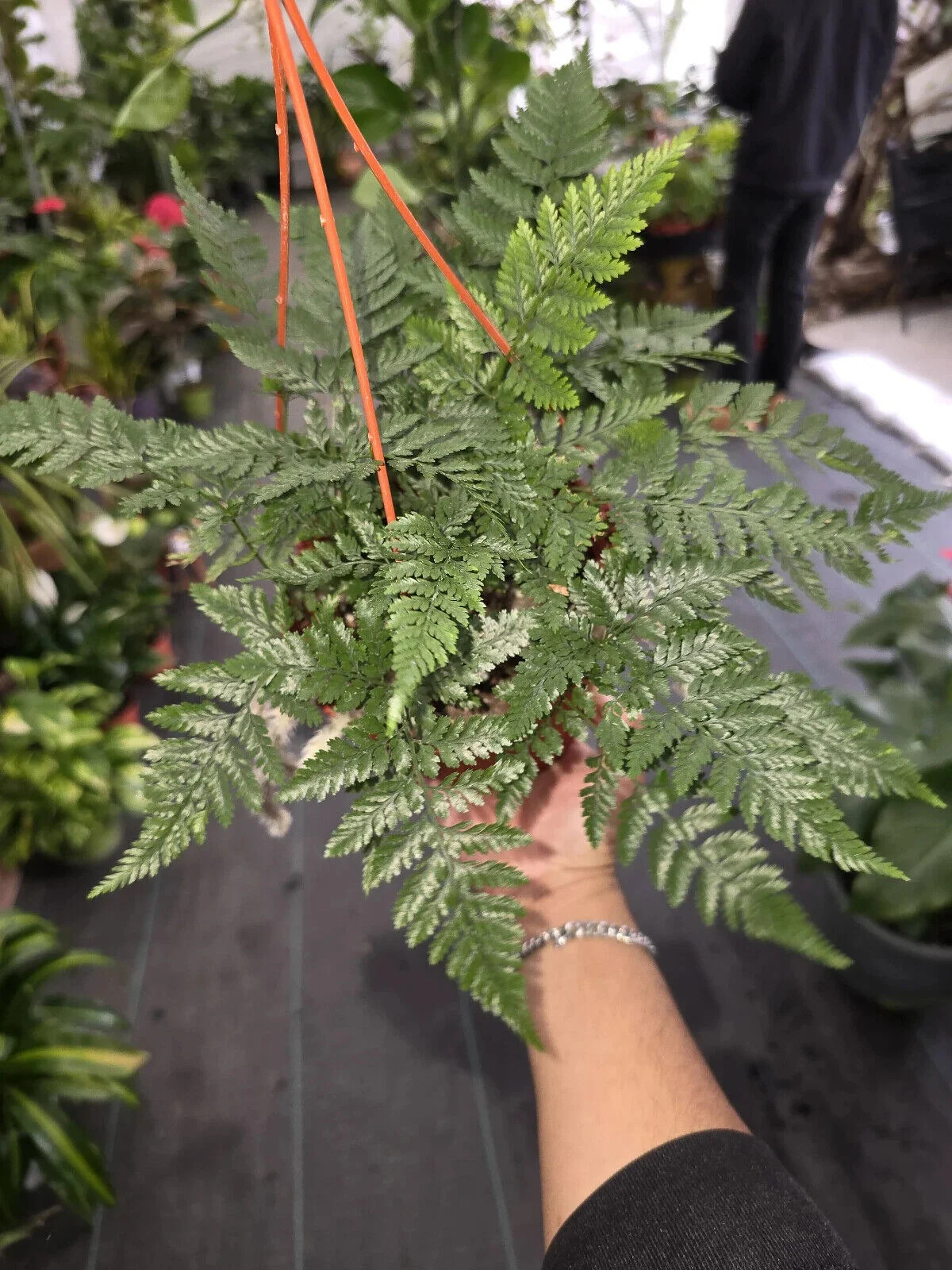 6 inch Pot - Davallia fejeensis 'Major' Fern hanging pot - Live Plant [#014]