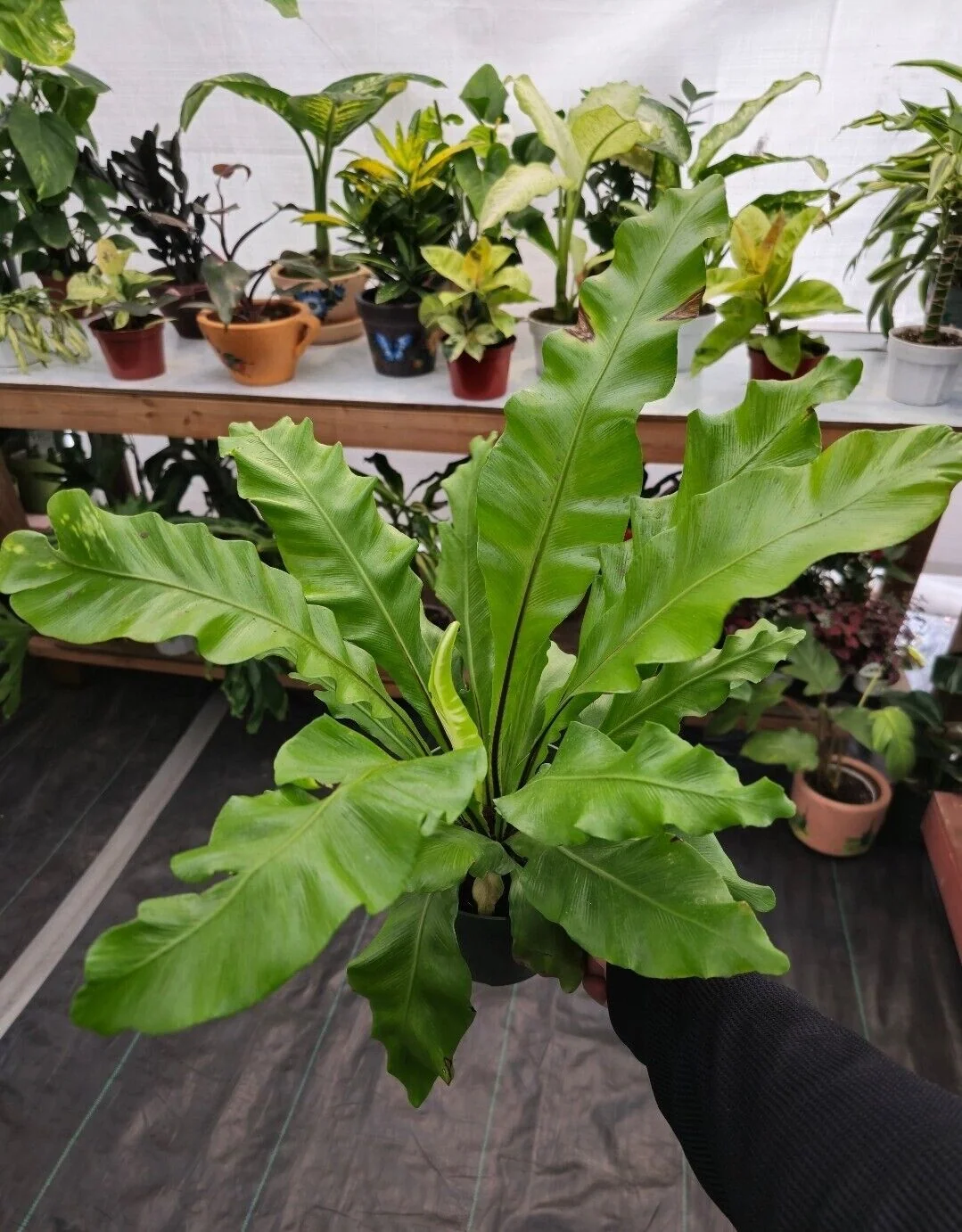 6 inch pot - Asplenium Nidus (Bird nest fern)- big Ferm house plant or outdoor -#009