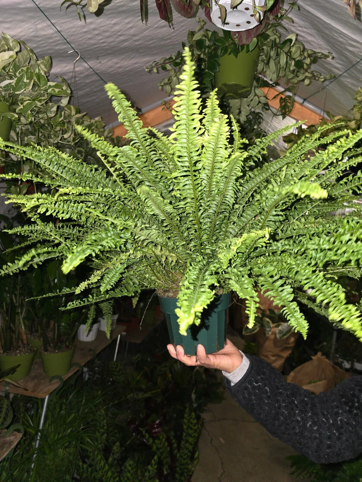6 inch pot- XL Fern Nephrolepis obliterata (Kimberly Queen Fern)Live Plant #012