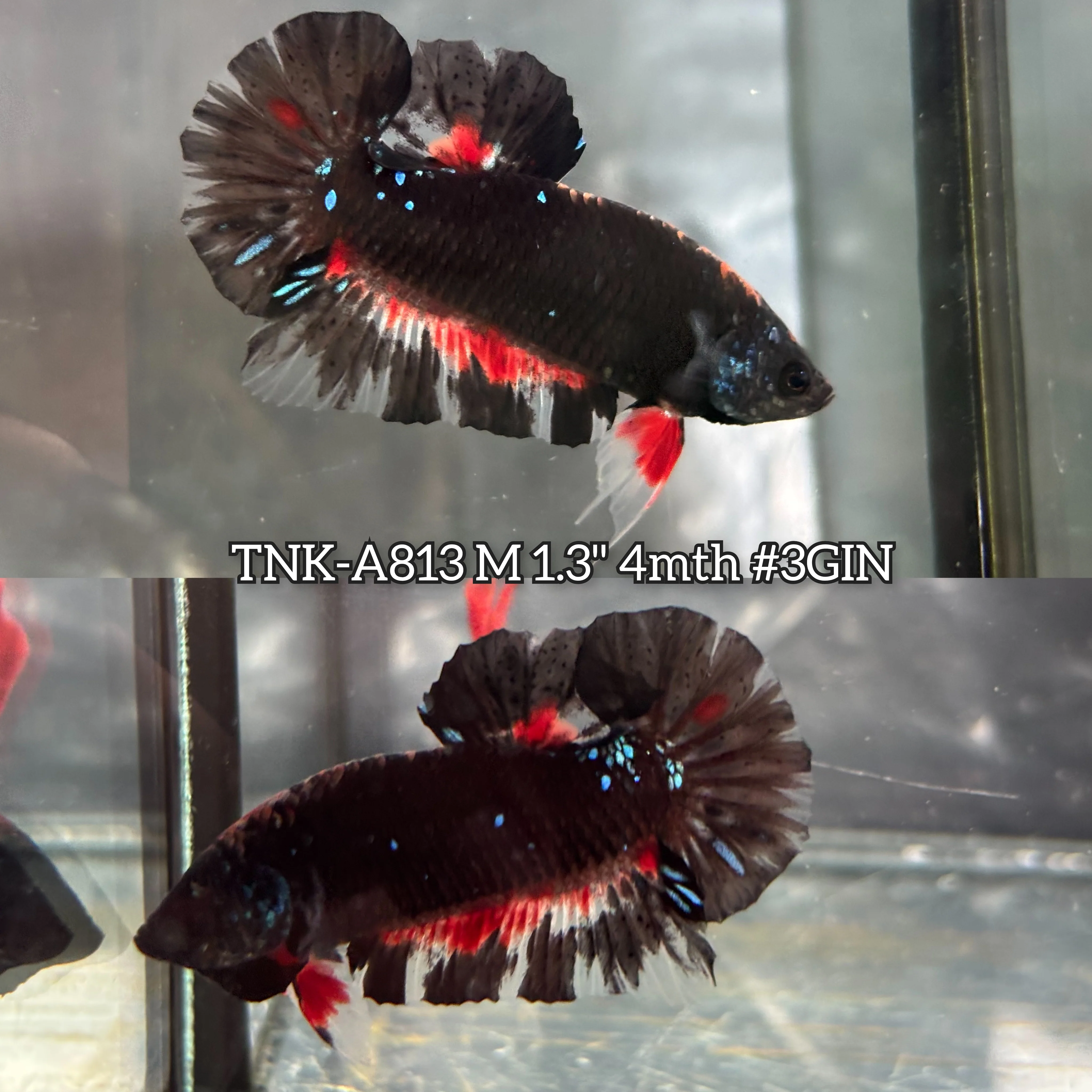 Live Male Betta Black Galaxy Avatar Plakat (TNK-A813) High quality what you see what you get!!