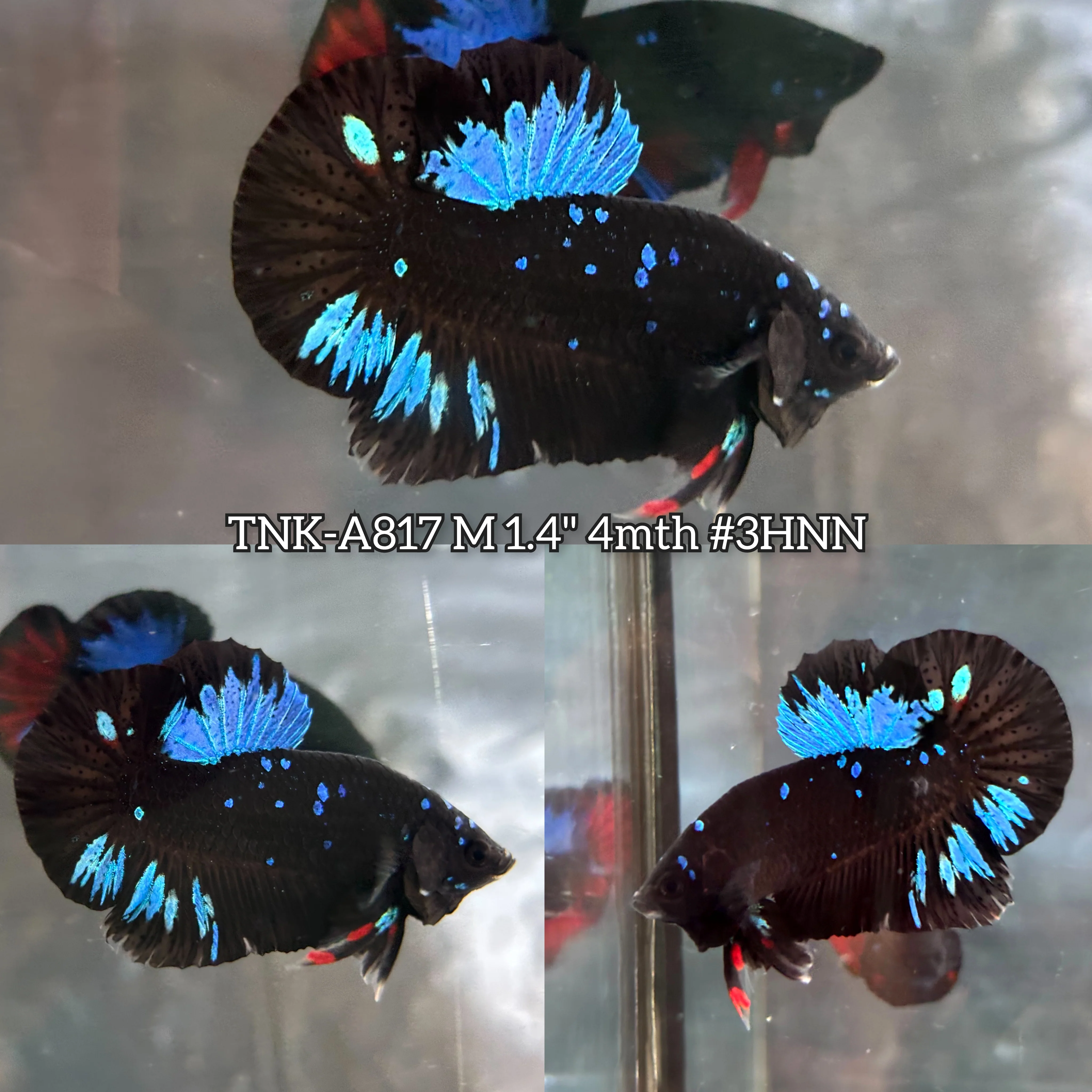 Live Male Betta Black Galaxy Avatar Plakat (TNK-A817) High quality what you see what you get!!