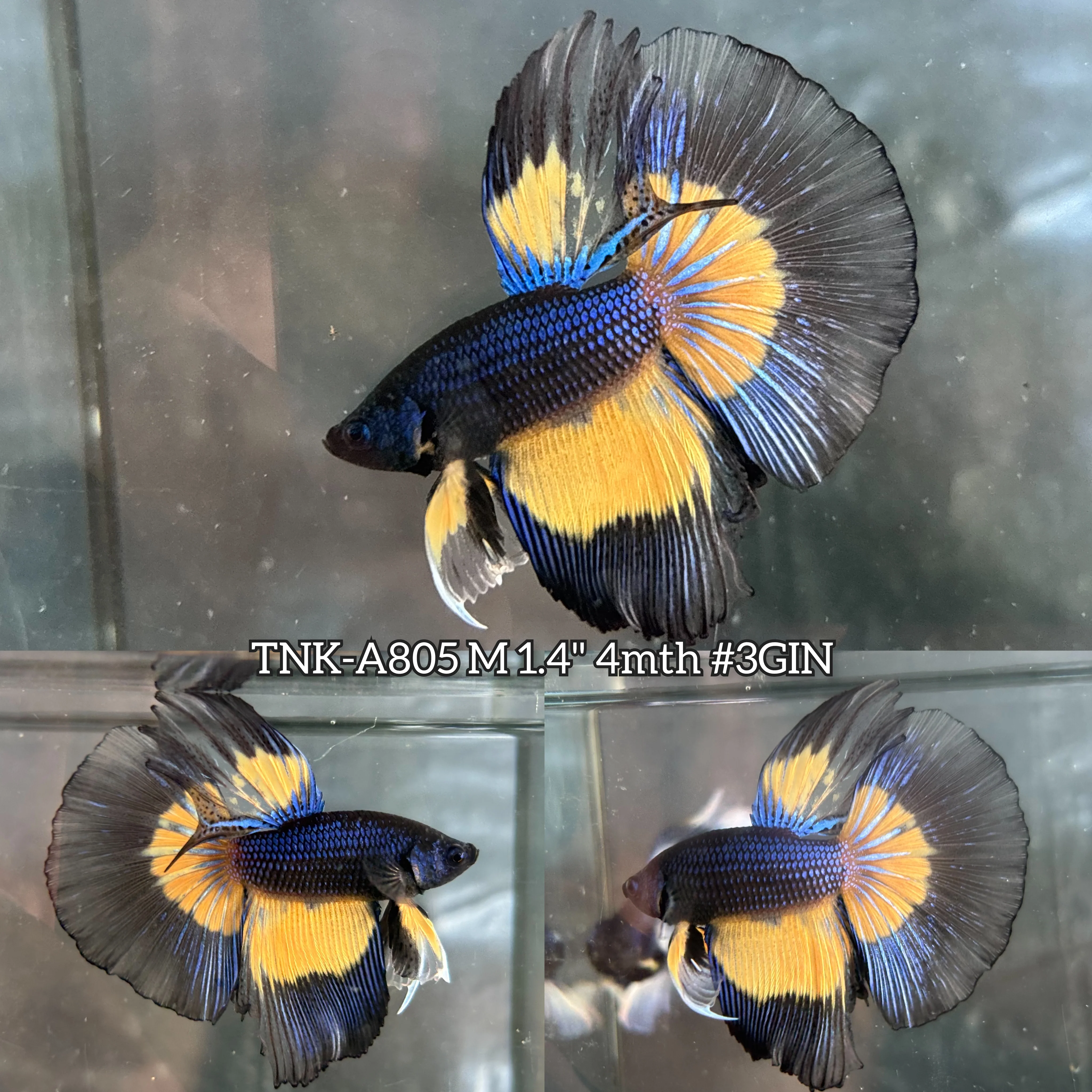 Live Male Betta Black Yellow Mustard Halfmoon (TNK-A805) High quality what you see what you get!!