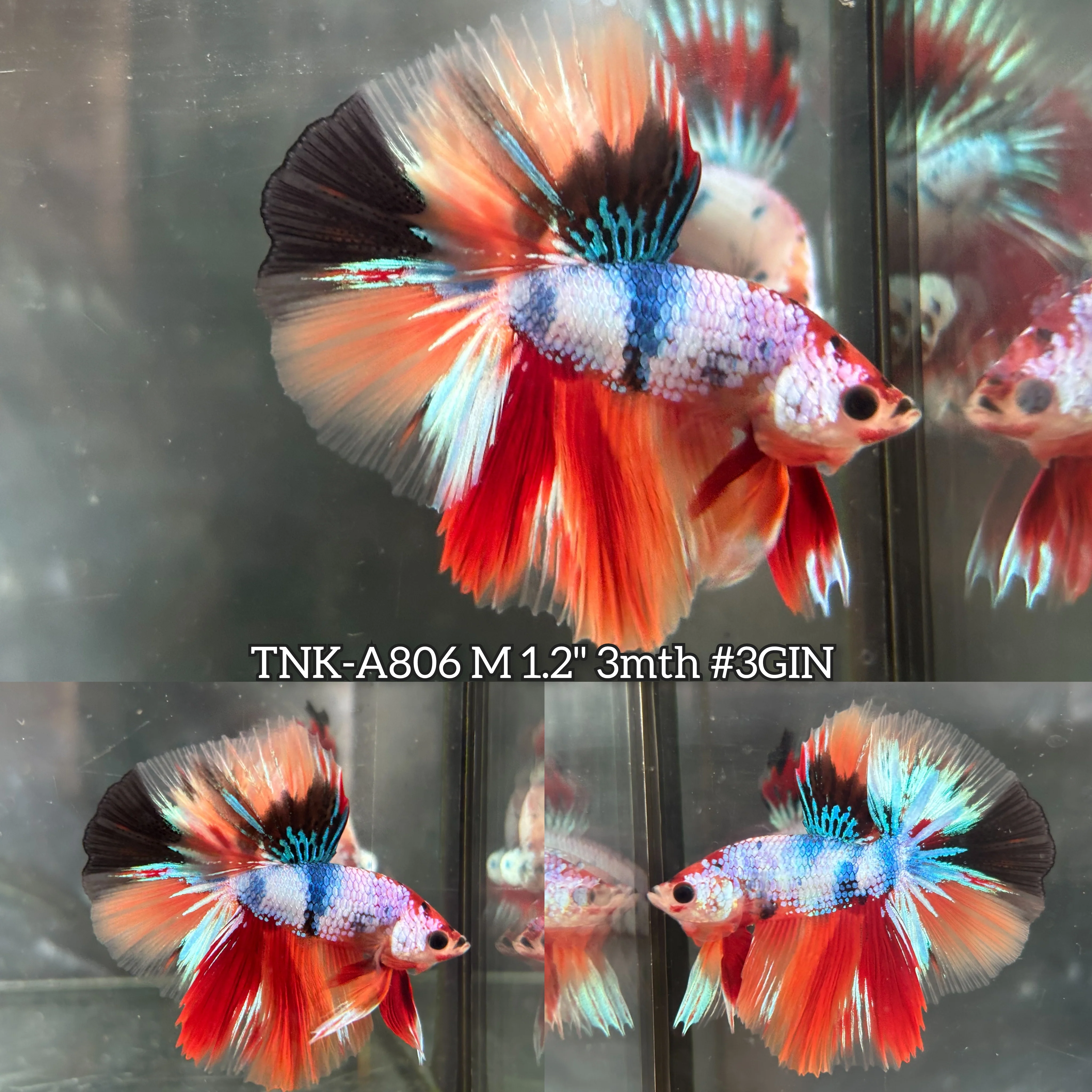 Live Male Betta Candy Nemo Halfmoon (TNK-A806) High quality what you see what you get!!