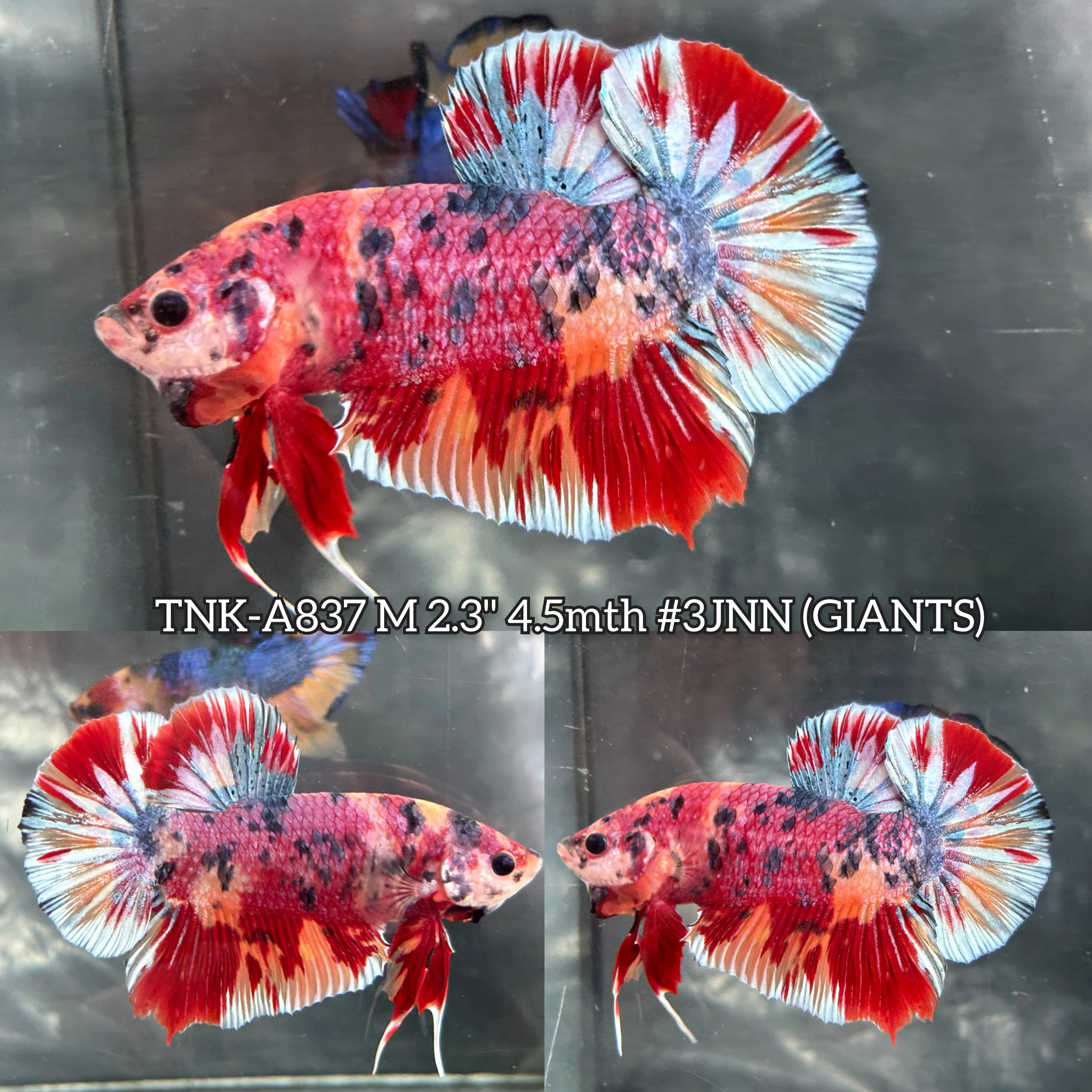 Live Male Betta Candy Sweet colors Giants Plakat (TNK-A837) High quality what you see what you get!!