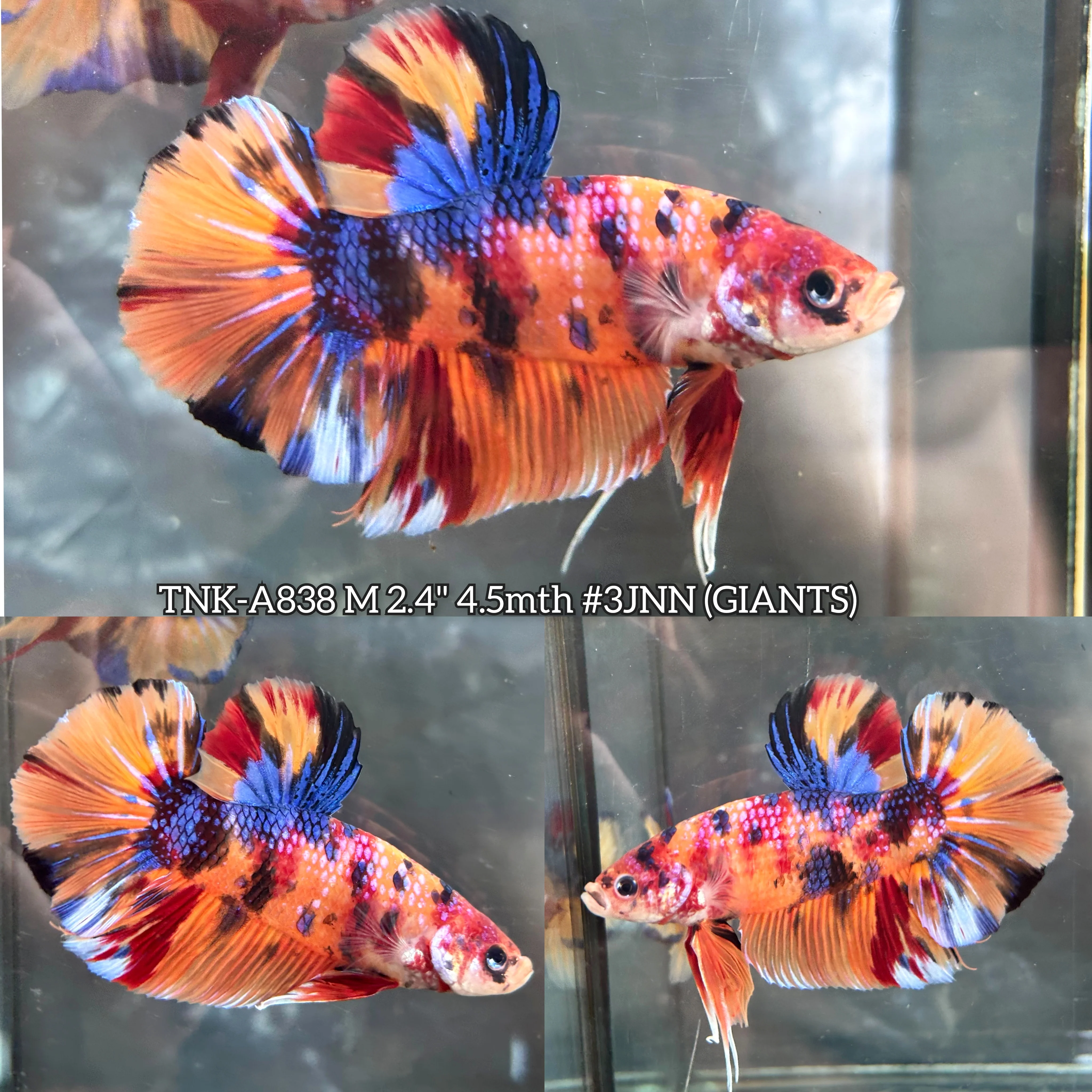 Live Male Betta Candy Nemo Metallic Giants Plakat (TNK-A838)S204 High quality what you see what you get!!
