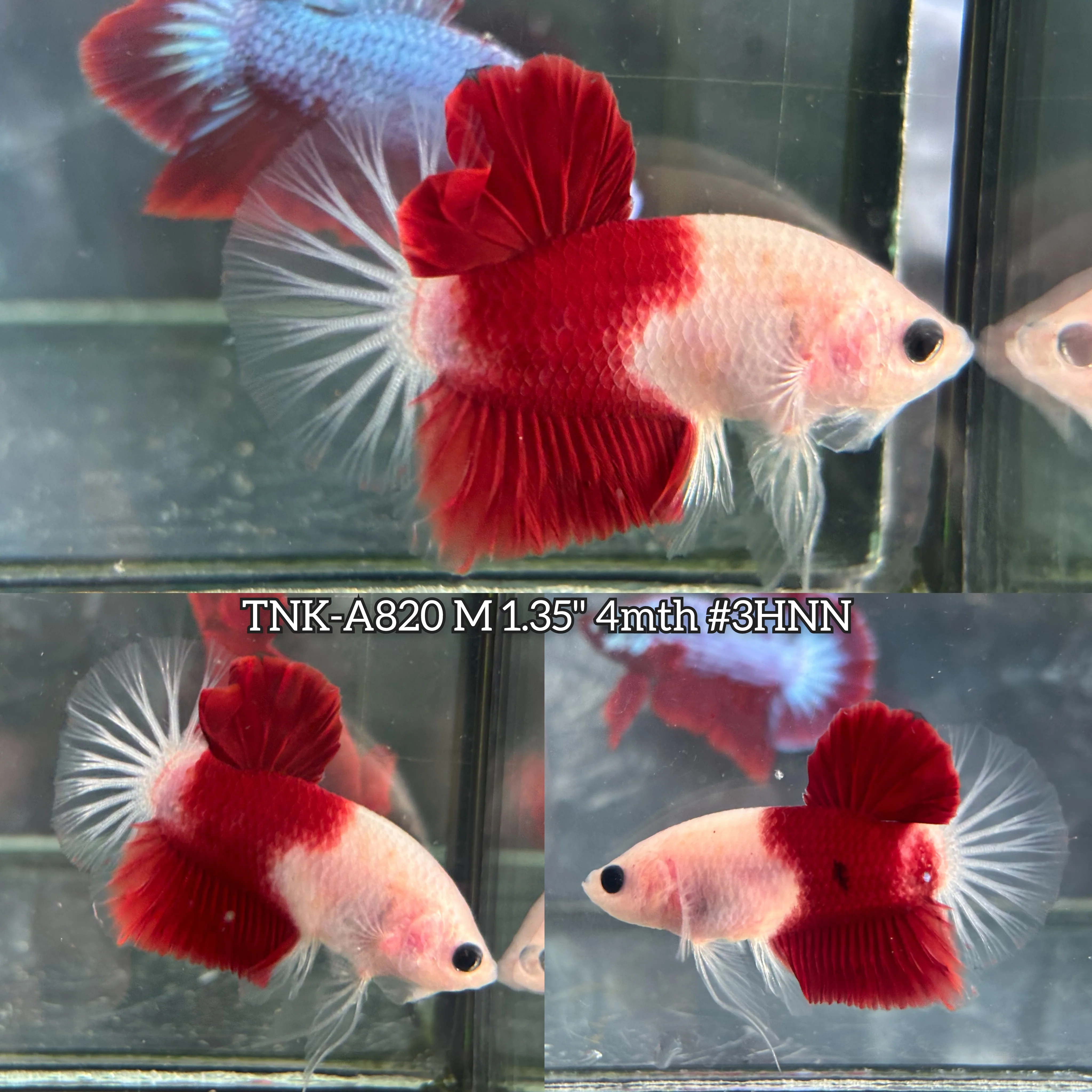 Live Male Betta Classic Red Marking Koi Plakat (TNK-A820) High quality what you see what you get!!