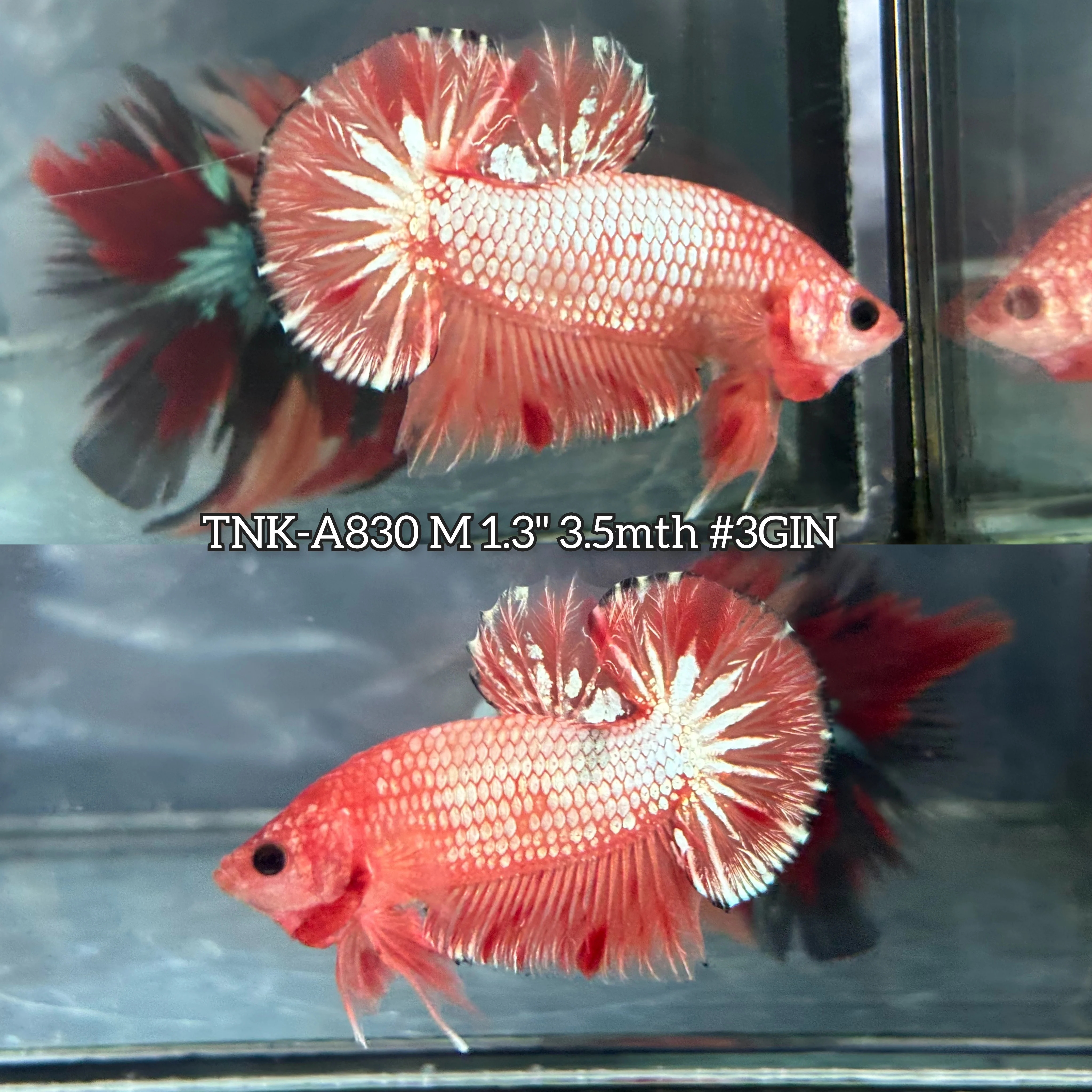 Live Male Betta Fancy Orange Vanda Hellboy Plakat (TNK-A830) High quality what you see what you get!!