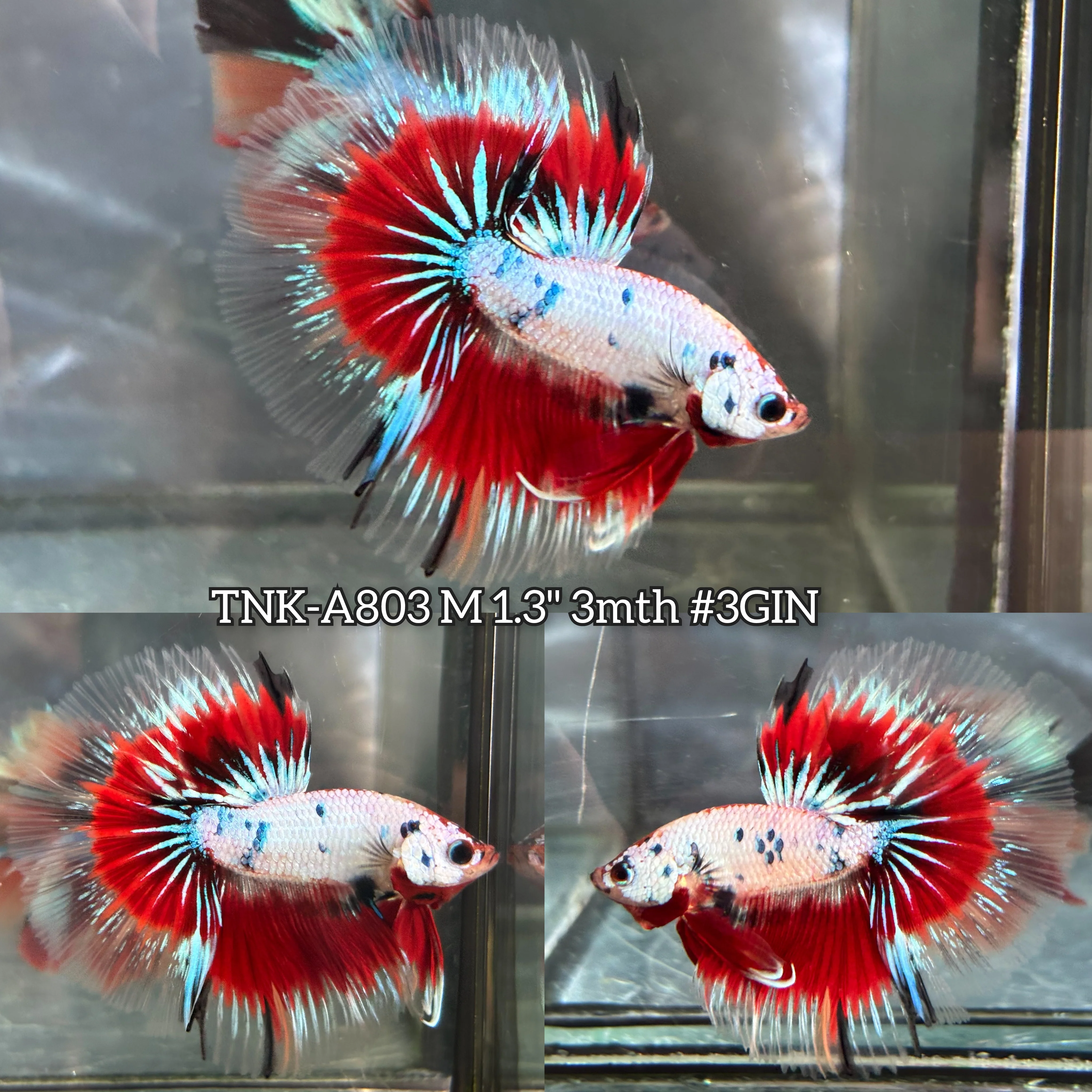 Live Male Betta Fancy Red Koi Halfmoon (TNK-A803) High quality what you see what you get!!
