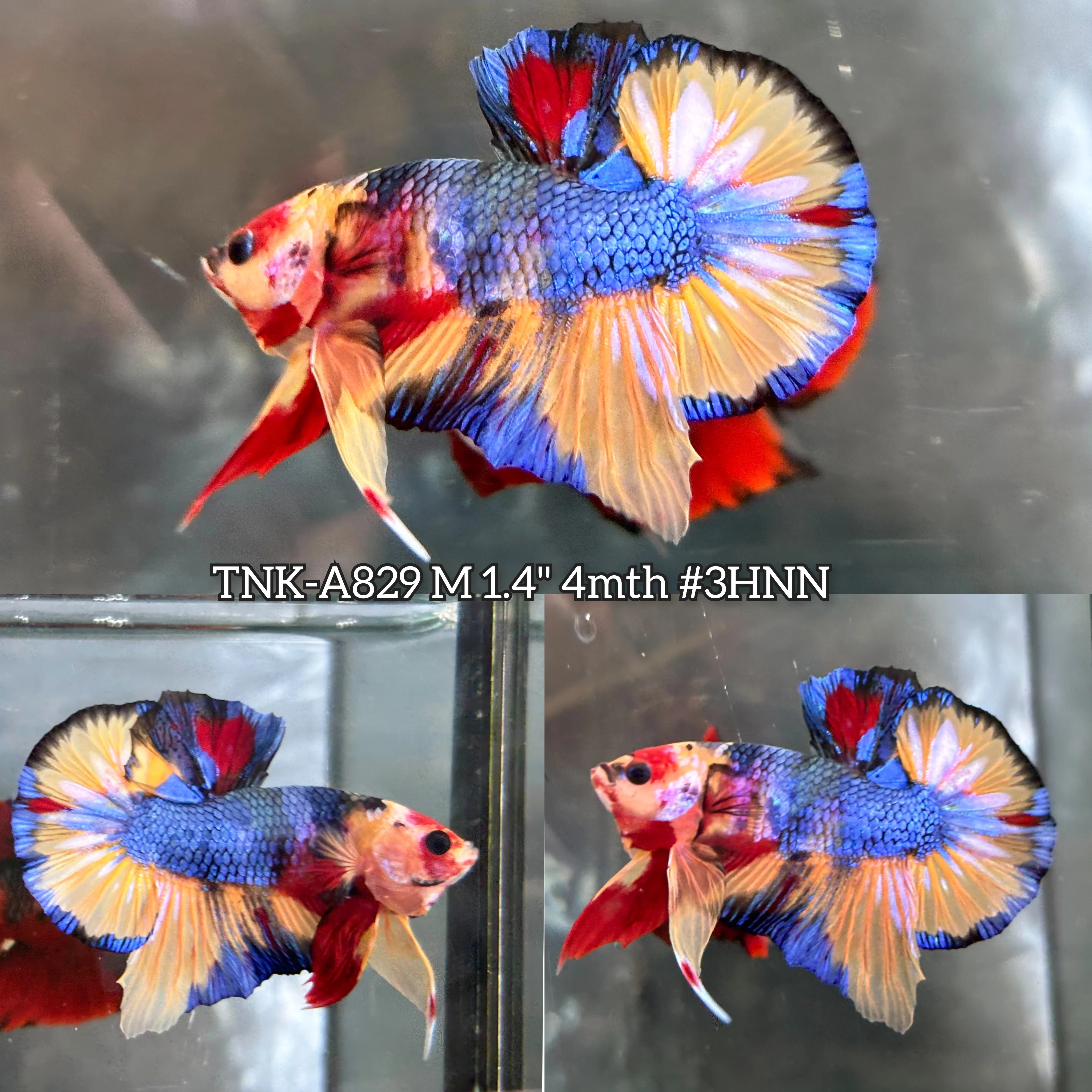 Live Male Betta Galaxy Nemo Bigtail Plakat (TNK-A829) High quality what you see what you get!!