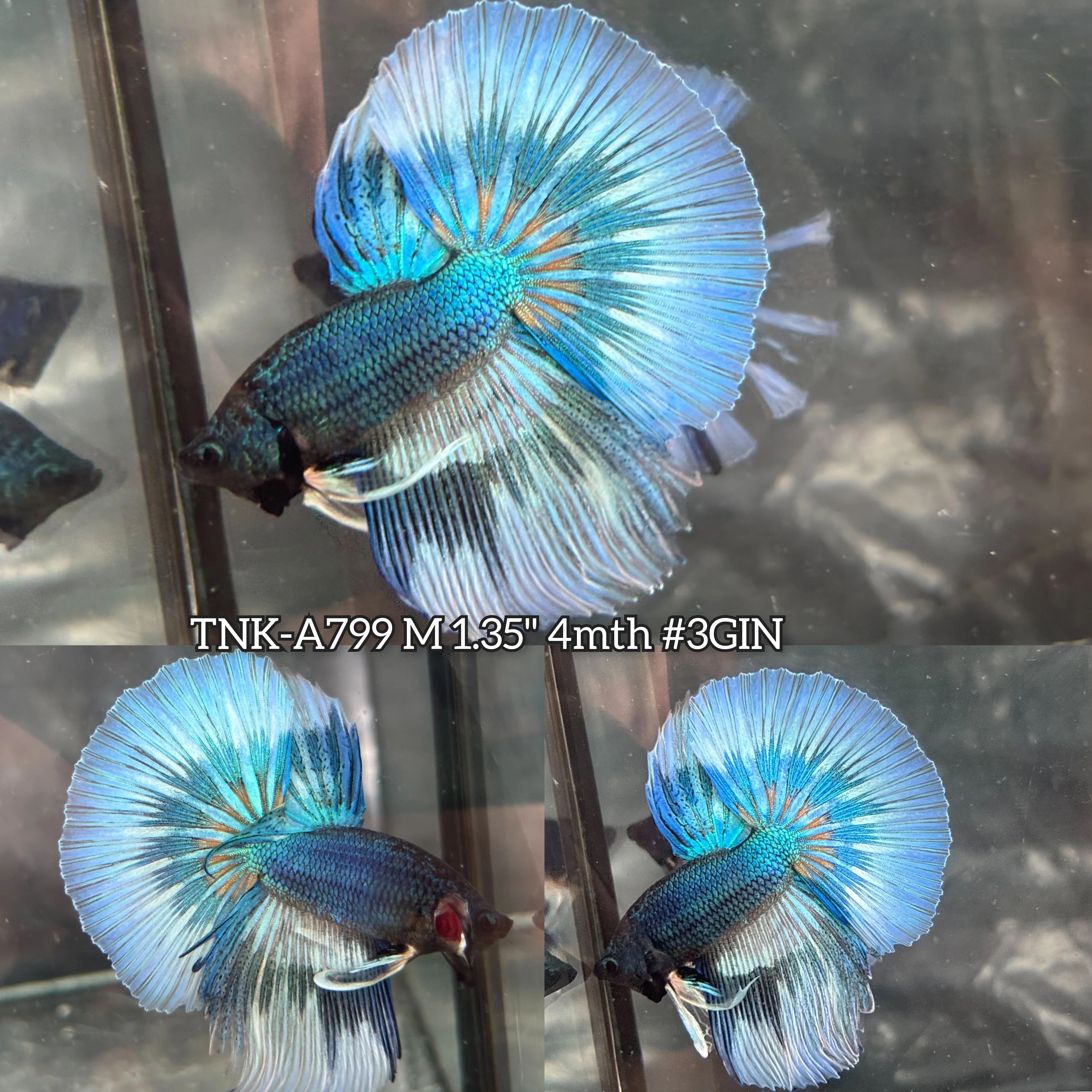 Live Male Betta Green Mustard Pattern Halfmoon (TNK-A799) High quality what you see what you get!!