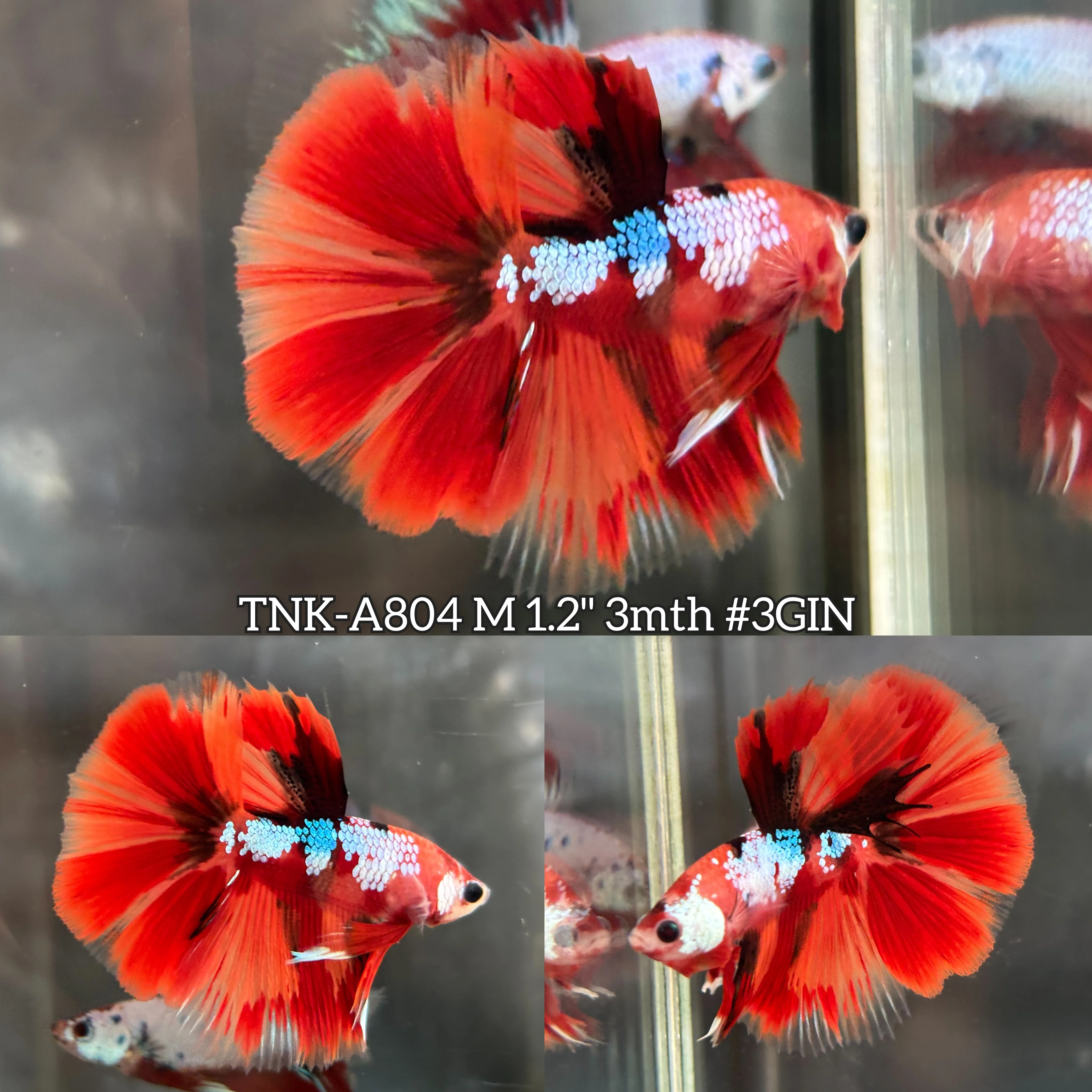 Live Male Betta Nemo Galaxy Halfmoon (TNK-A804) High quality what you see what you get!!